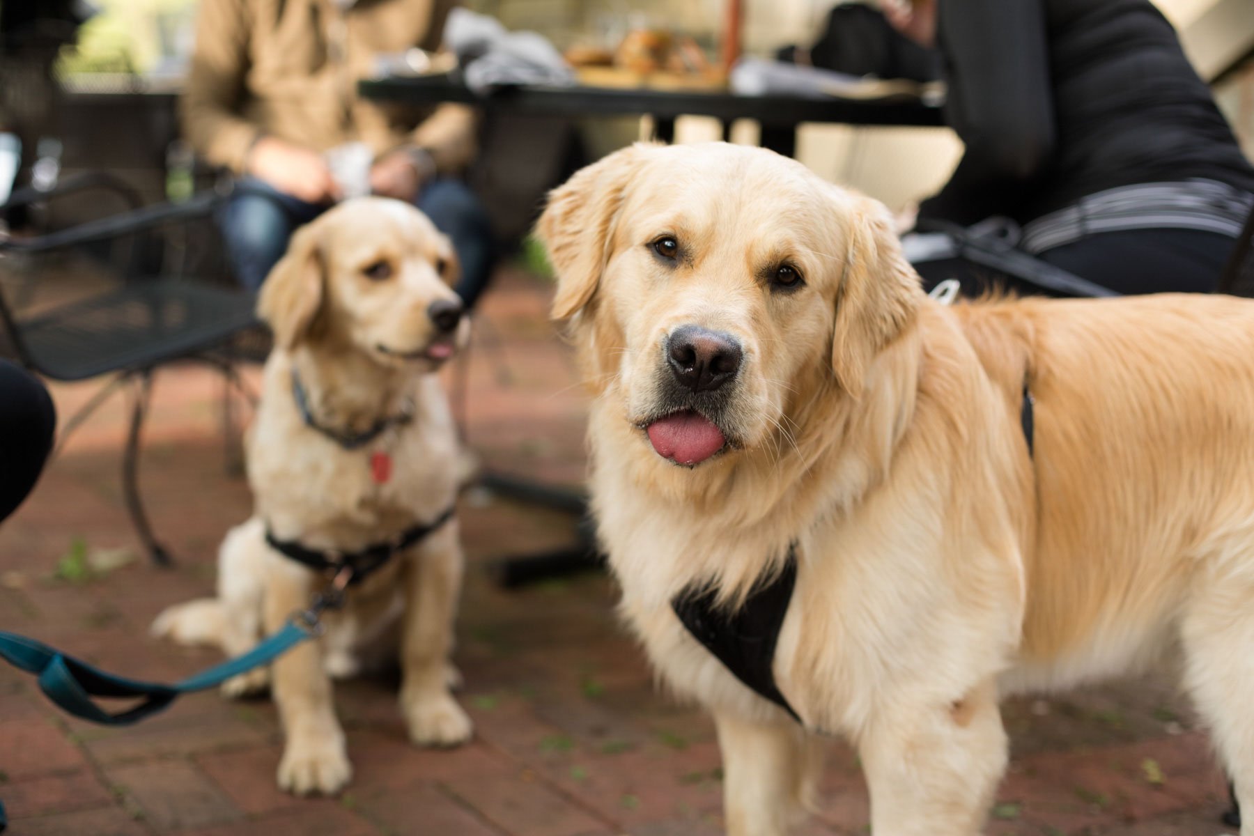 534A9530dogwalk_5_29_Webweb.jpg