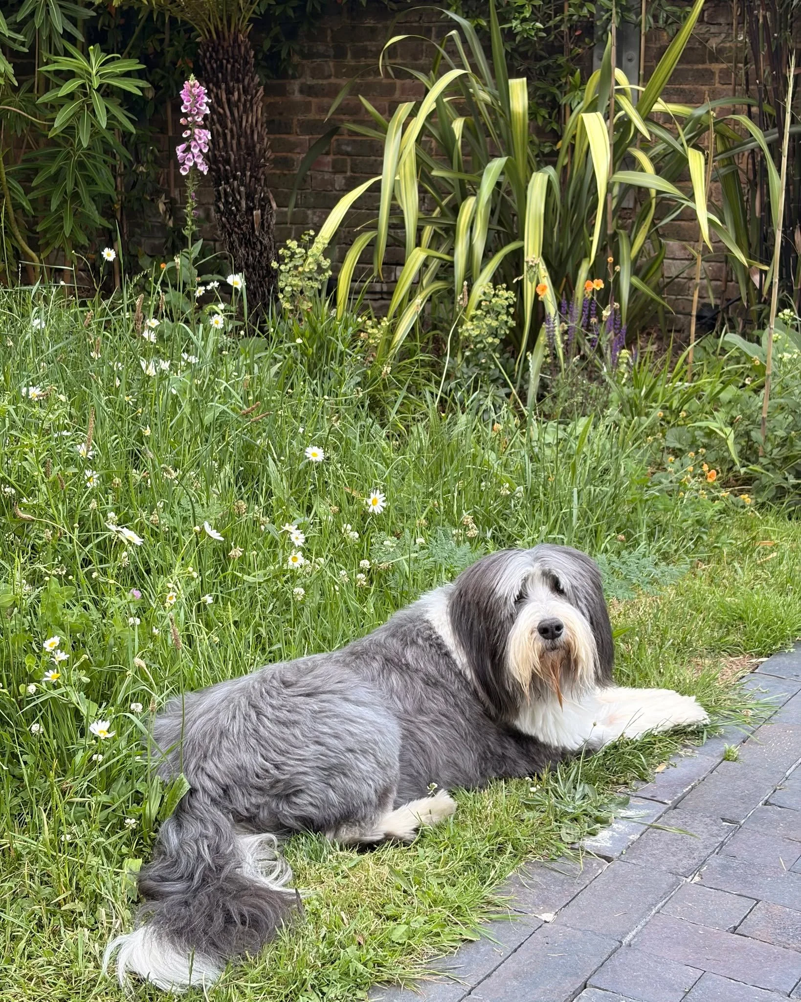 A little something from home with Ernie enjoying the wildness of the garden since its re-landscaping with reclaimed Staffordshire pavers and our bee-loving meadow lawn. Always with sustainability at the core of everything we do, whether at home in ou
