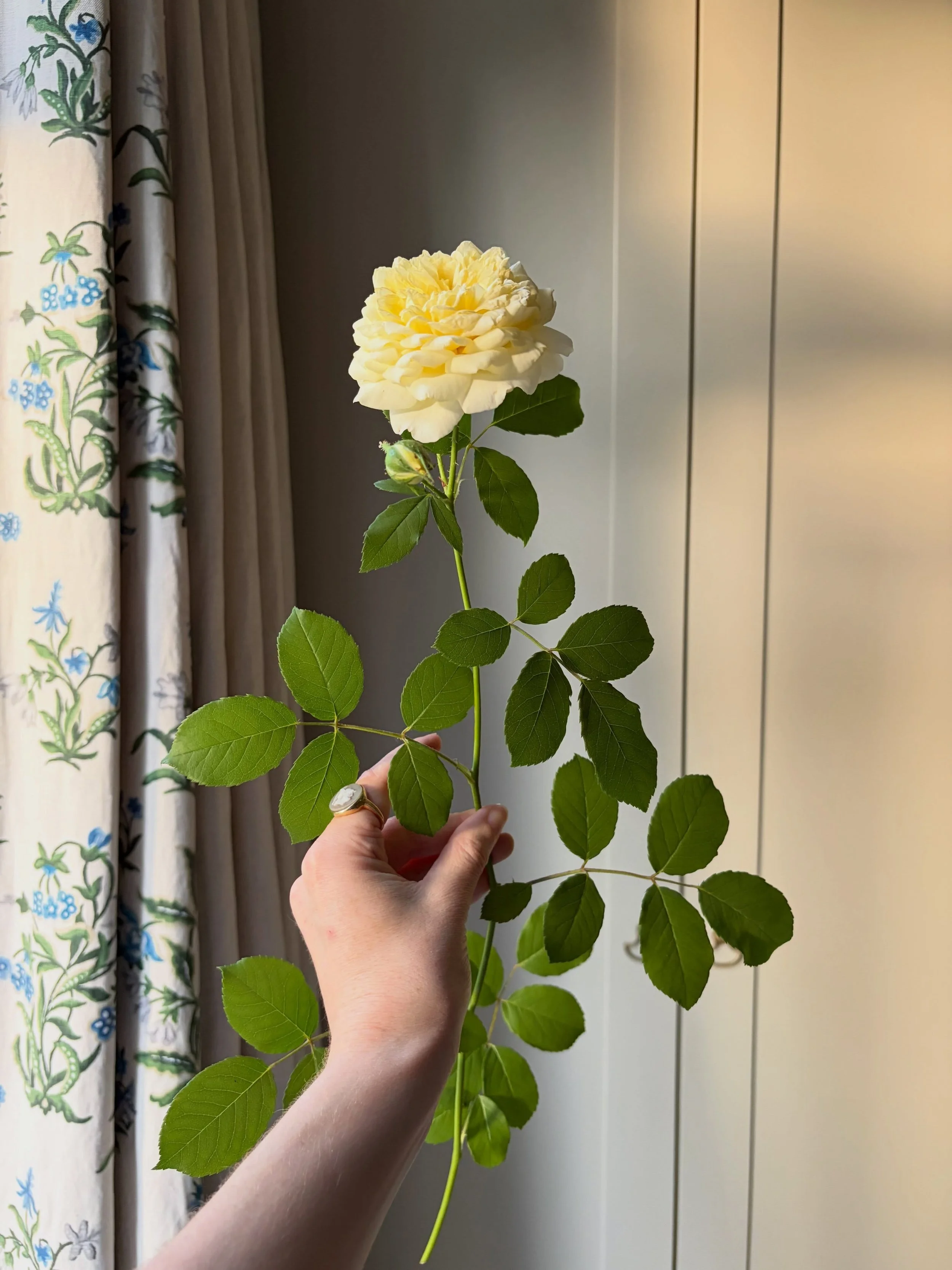 Pre-rain roses from the garden 💛