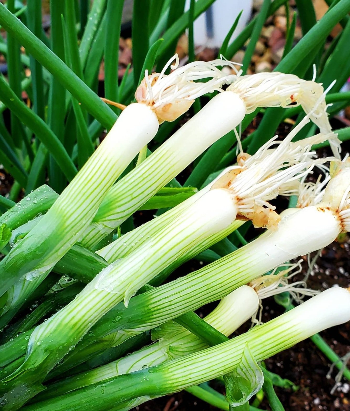 Fresh spring table onions.