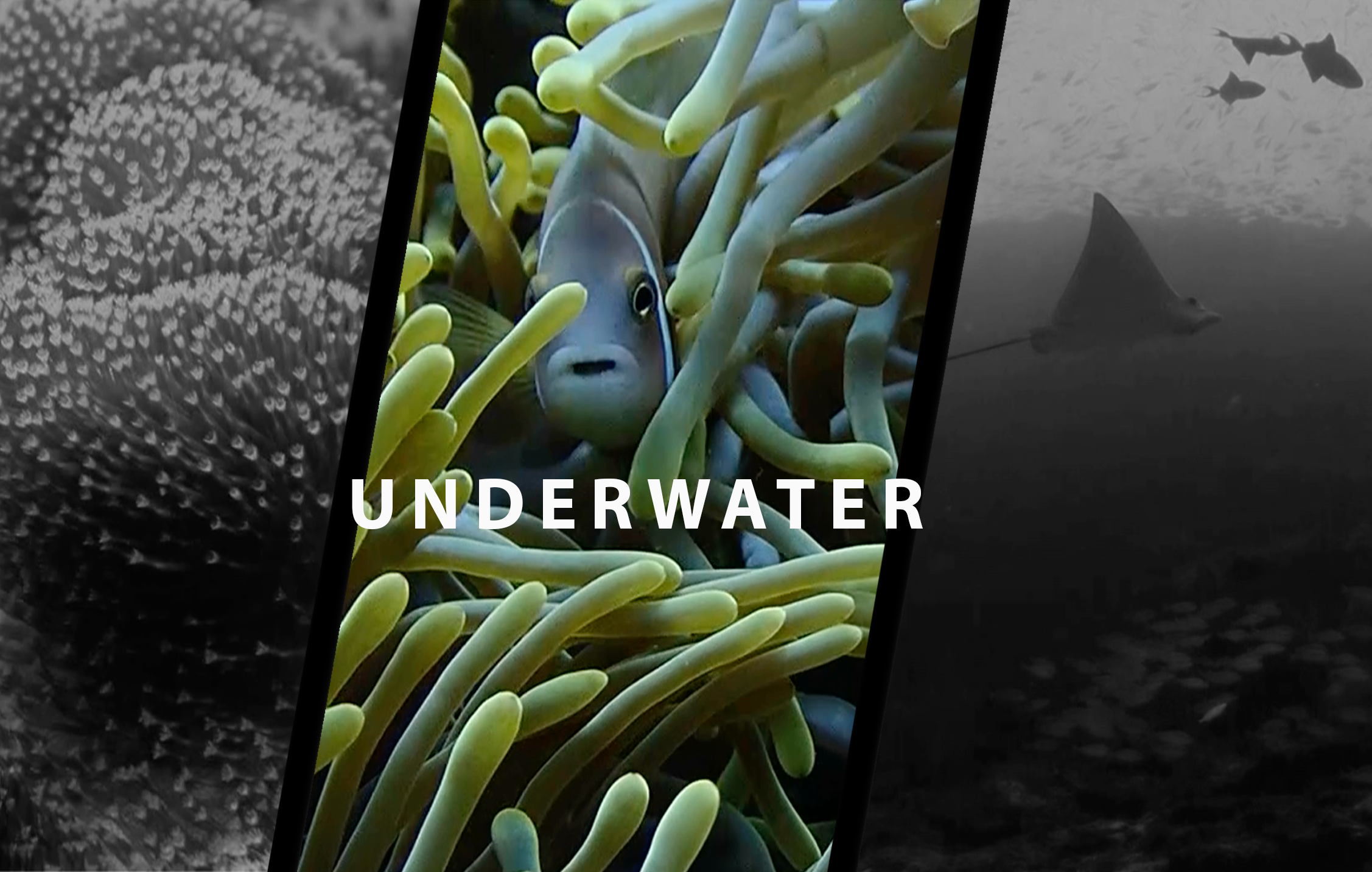 Underwater videography available on request.