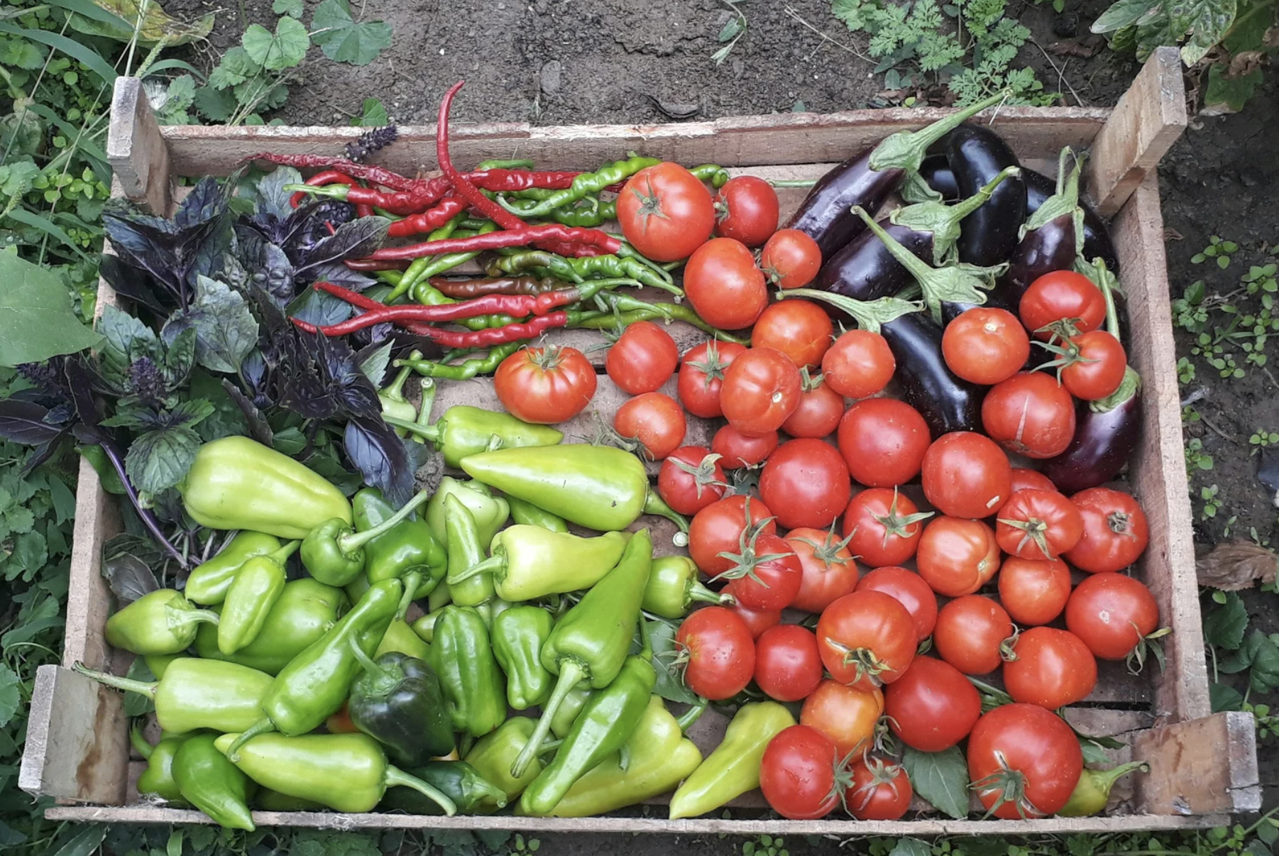 Veggie Growing Guides: Grow More Good Workshop Series 2 of 6