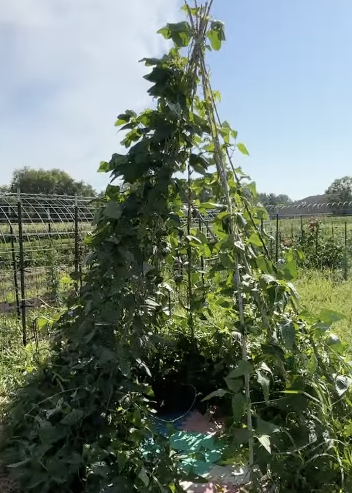 Vertical and Container Gardening: Grow More Good Workshop Series 3 of 6