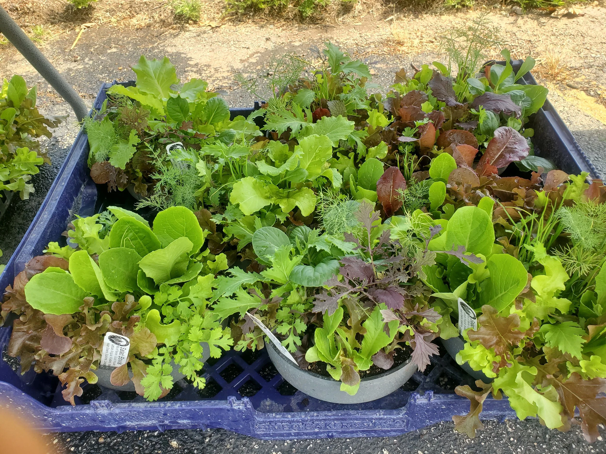 Fall Plant Sale - Save the Dates!