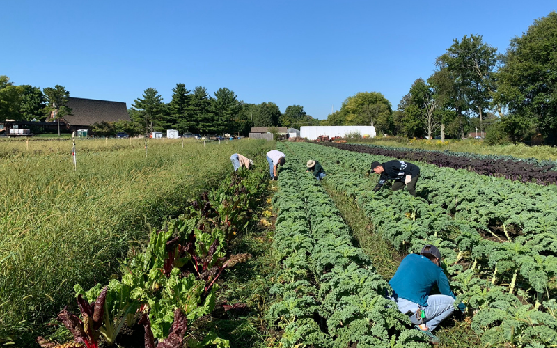 Garden Maintenance - Pests, Diseases, and Weeds: Grow More Good Workshop Series 4 of 6