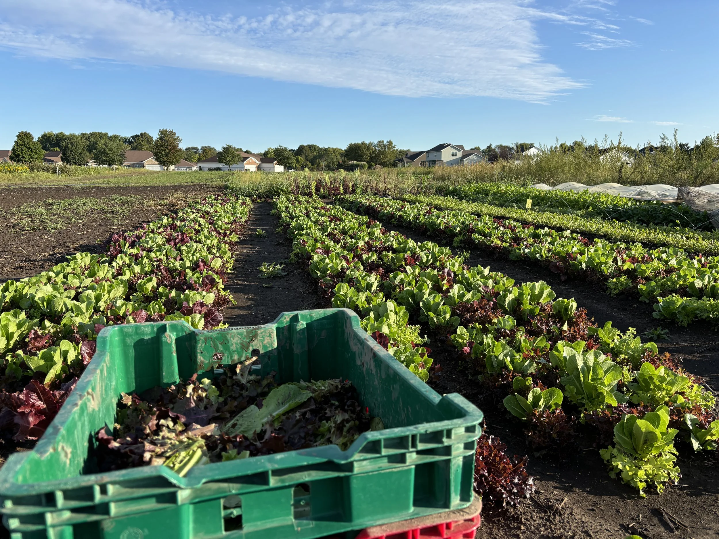 Week 16 (no box picture available)