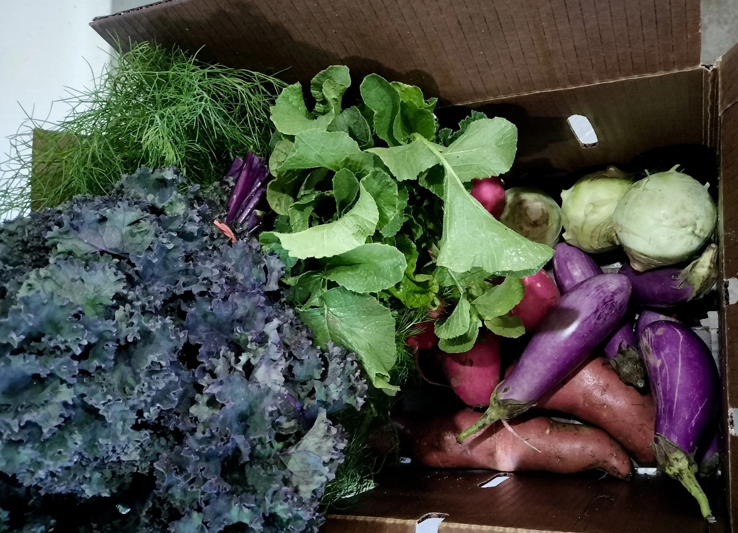 Fall 24 CSA Week 5