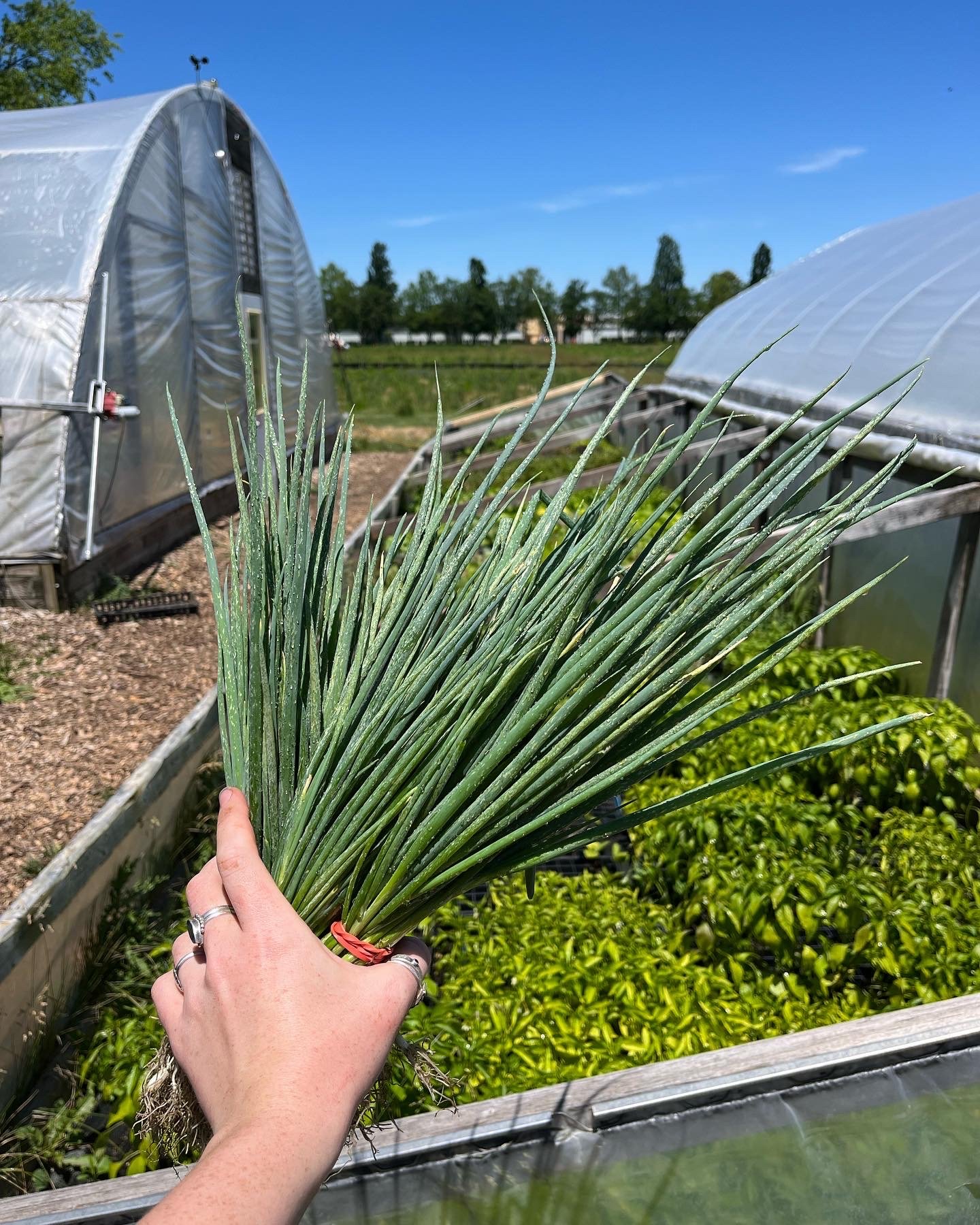 Week 4, full (no photo available)