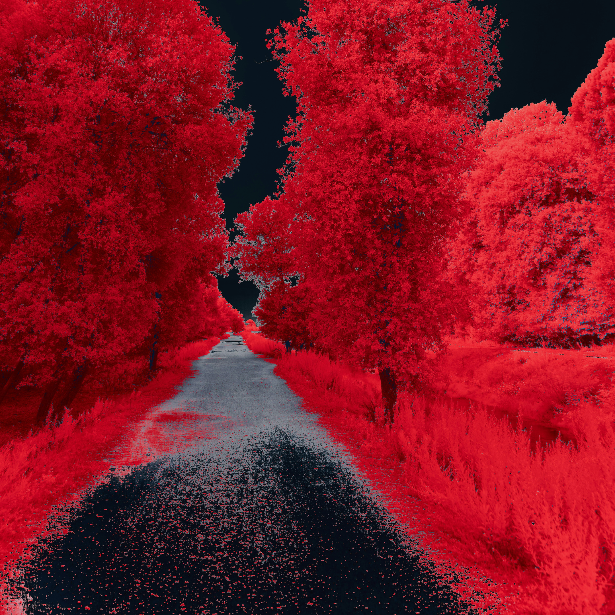 SATURN IN ARIES: FOXFIRE, RESISTING OPPRESSION, BURNING AWAY WHAT ISN’T NECESSARY