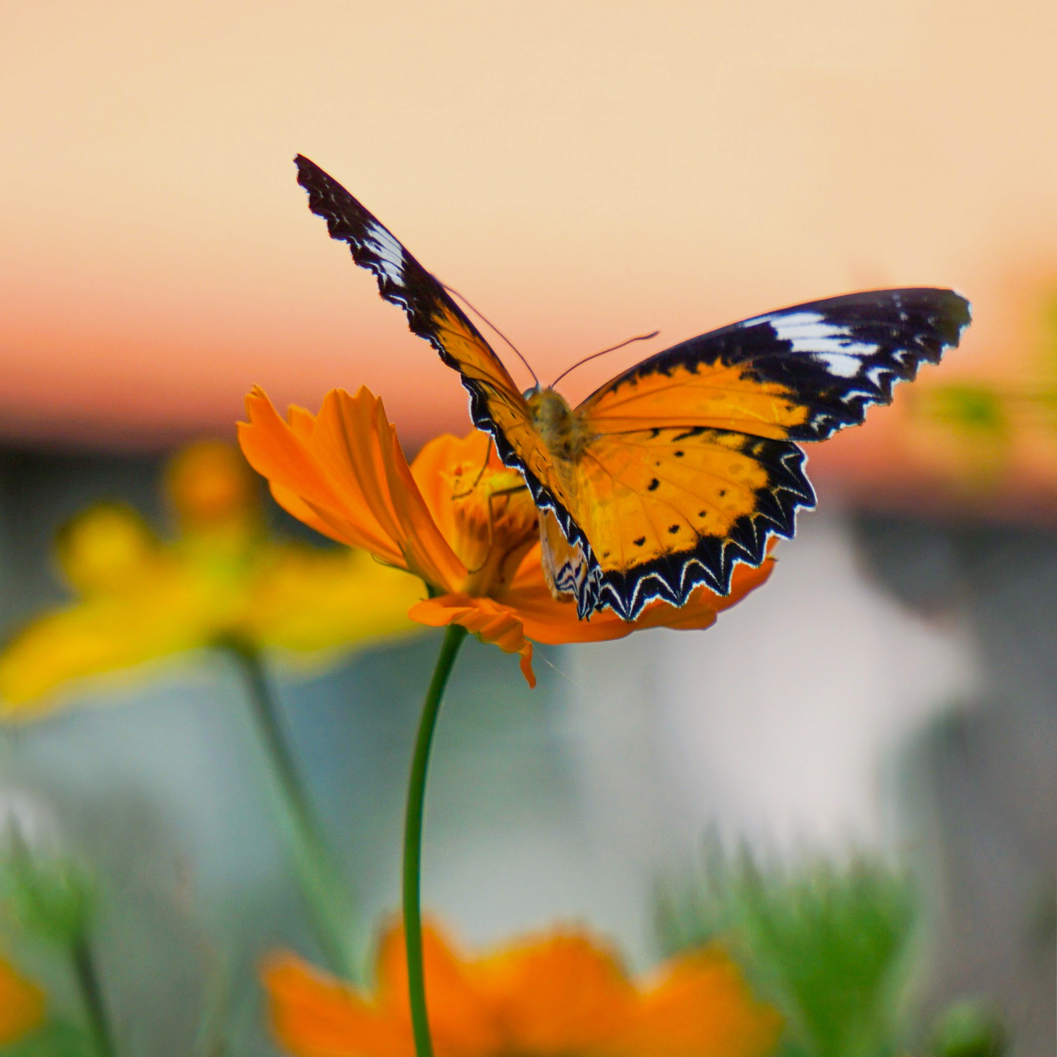 LEO AND GEMINI ARE ON A JOURNEY OF SELF-EXPLORATION THIS YEAR