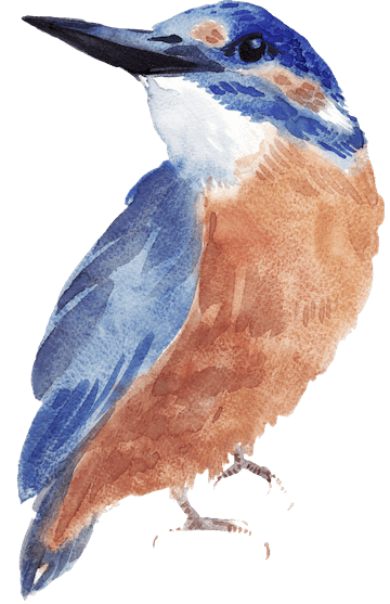 Watercolor Kingfisher Fiction Editor
