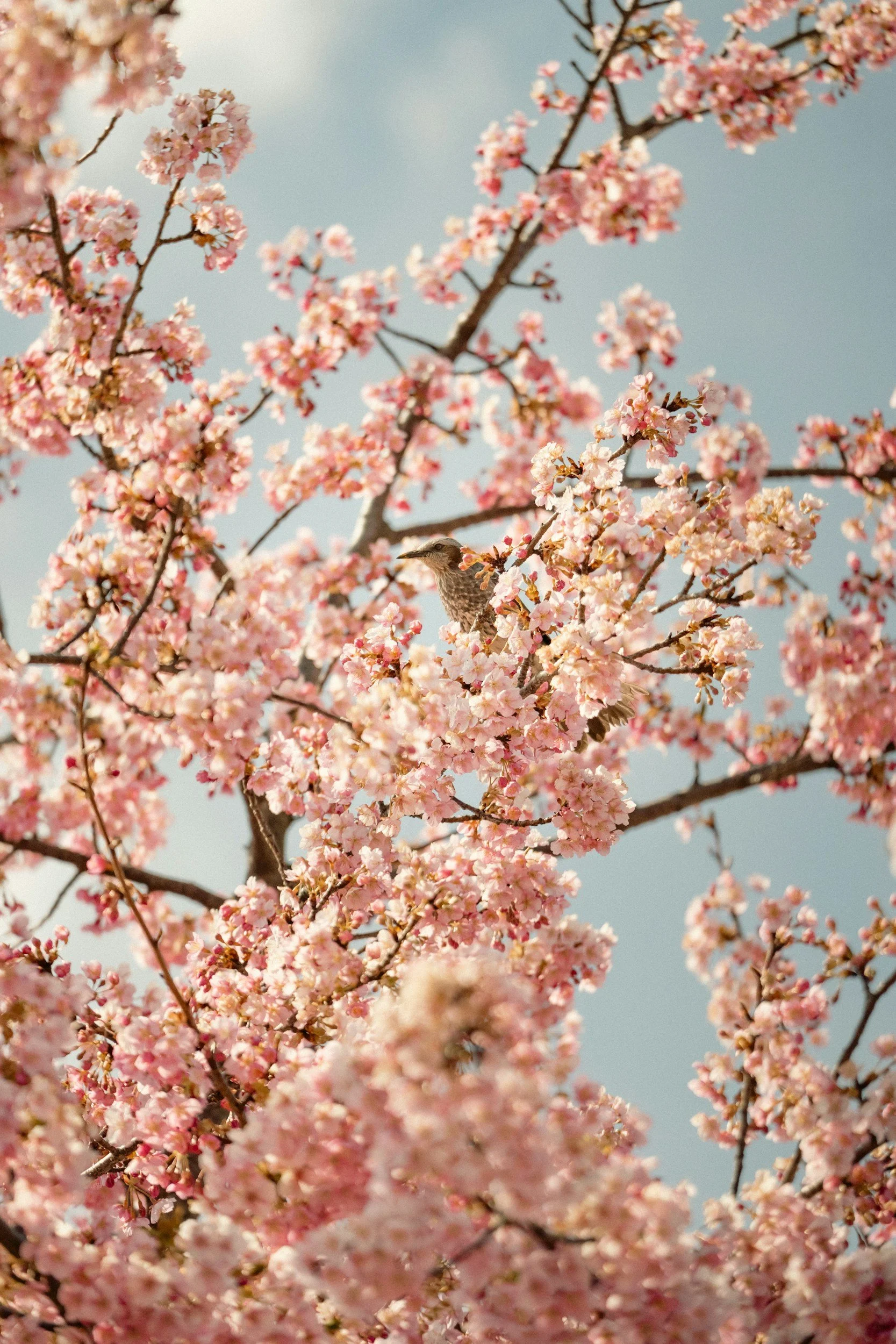 pink cherry blossoms agains a blue sky