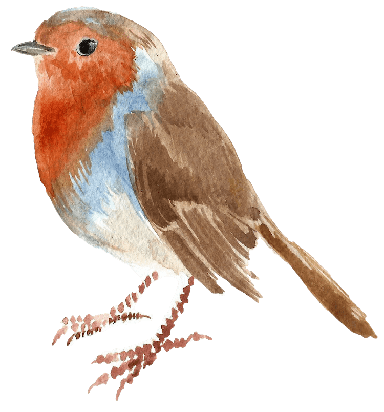 watercolor image of robin