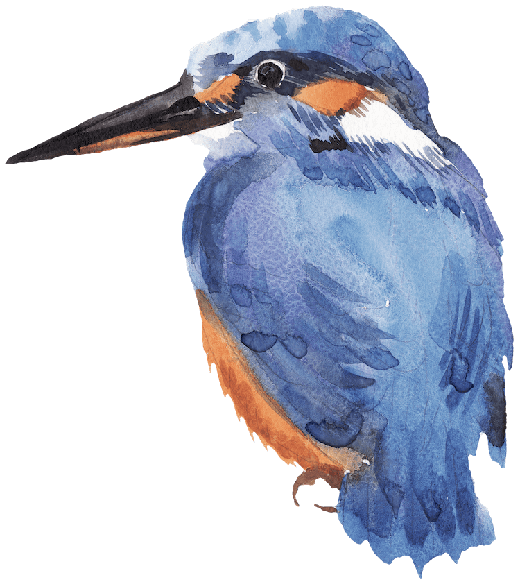 Watercolor kingfisher image for book coaching