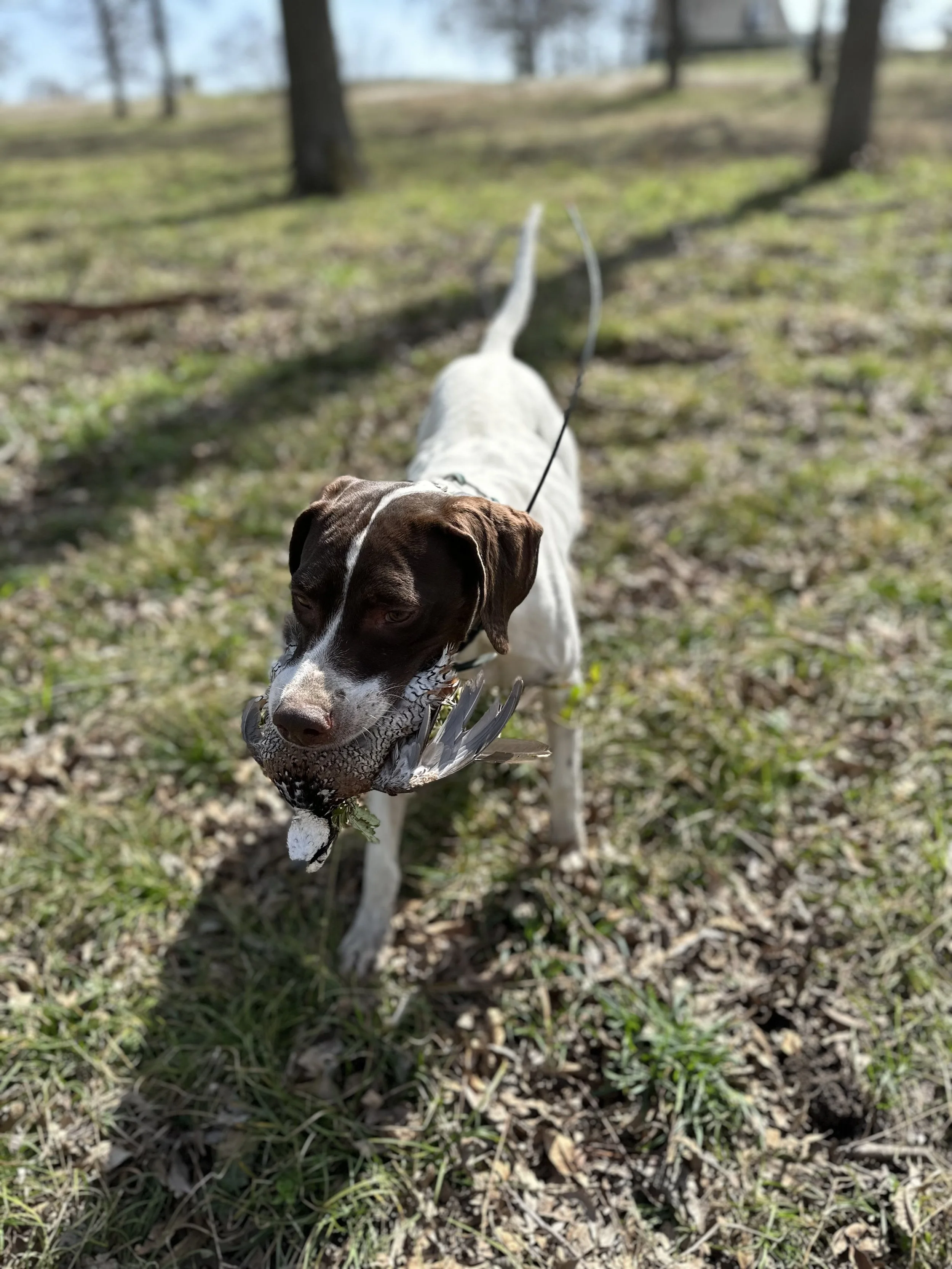 Guided Quail Hunts Texas - Book Now — Triple L Quail