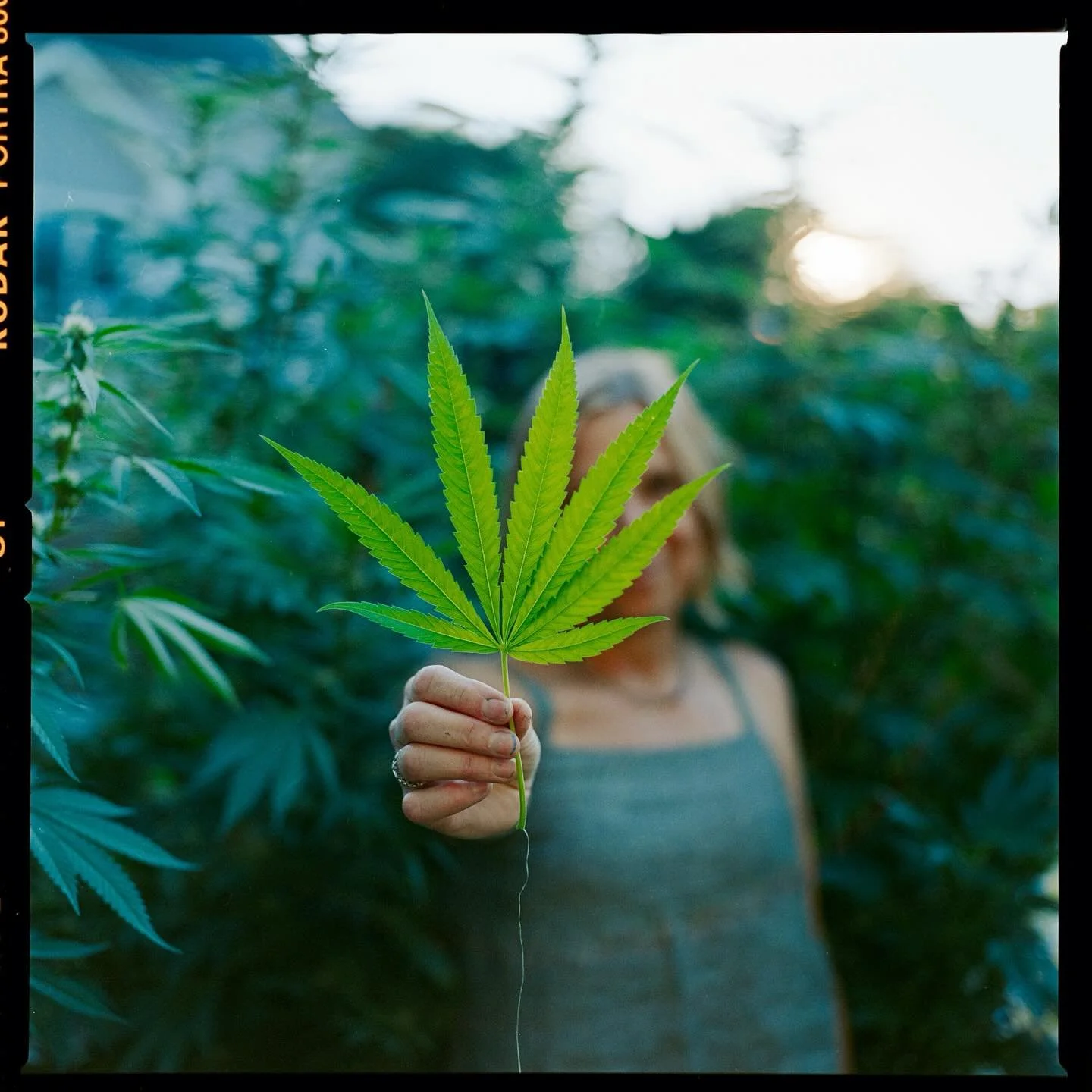 Mom and her garden 💚

#mymomscoolerthanyourmom 

Shot w/ Hasselblad 503cx and a Nikon F3 on Portra 800

#shootfilmstaybroke #hasselblad503cx #hasselblad #nikonf3 #weed #420 #gardening #greenthumb #film #kodak #portra800 #portraits #makeportraits #fu