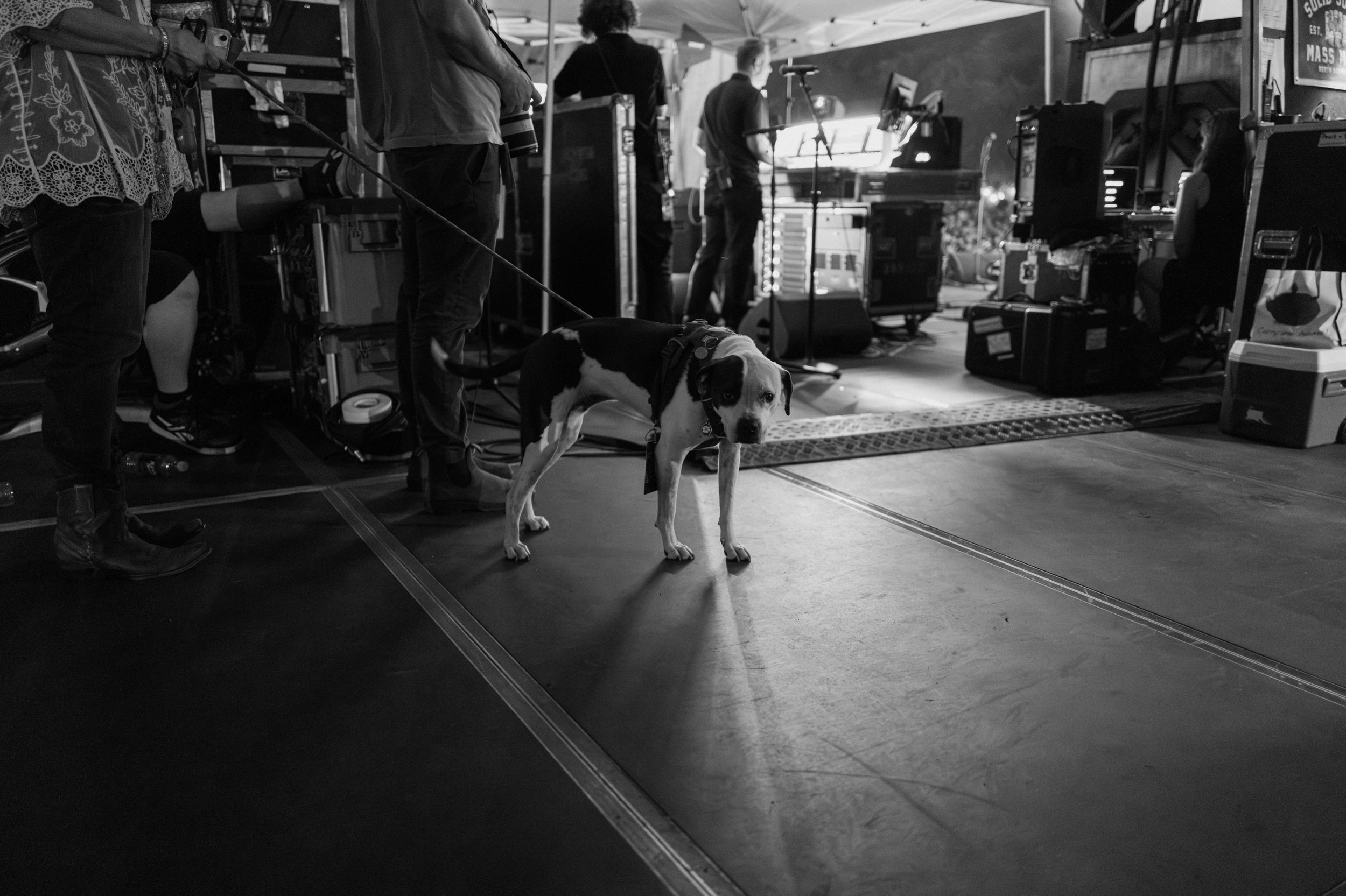 This is a dog I saw backstage&hellip;thought that was pretty cool.