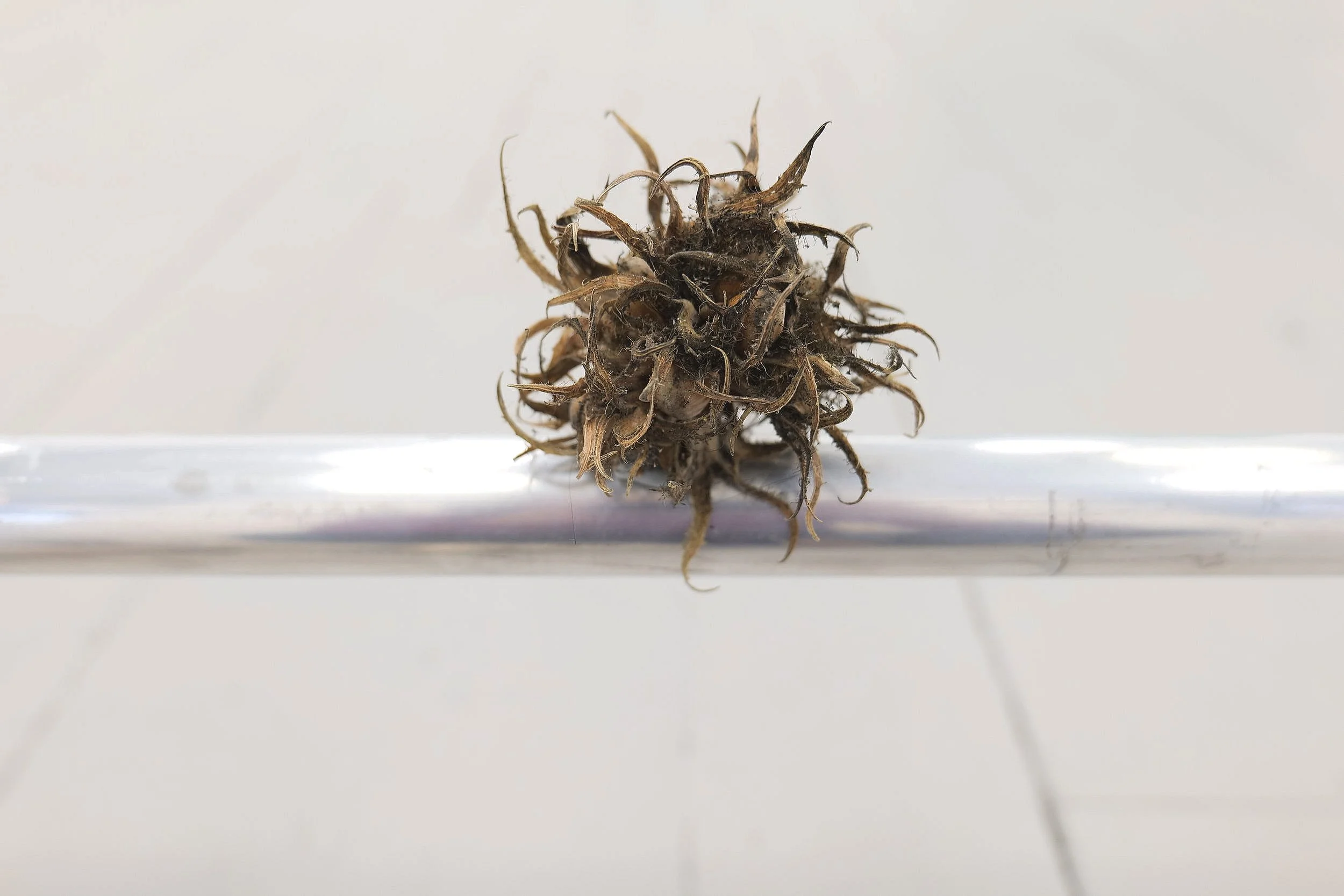 Seed detail from Rodrigo Red Sandoval’s “Pupils”, presented in Scattered Sights at CCA Glasgow.