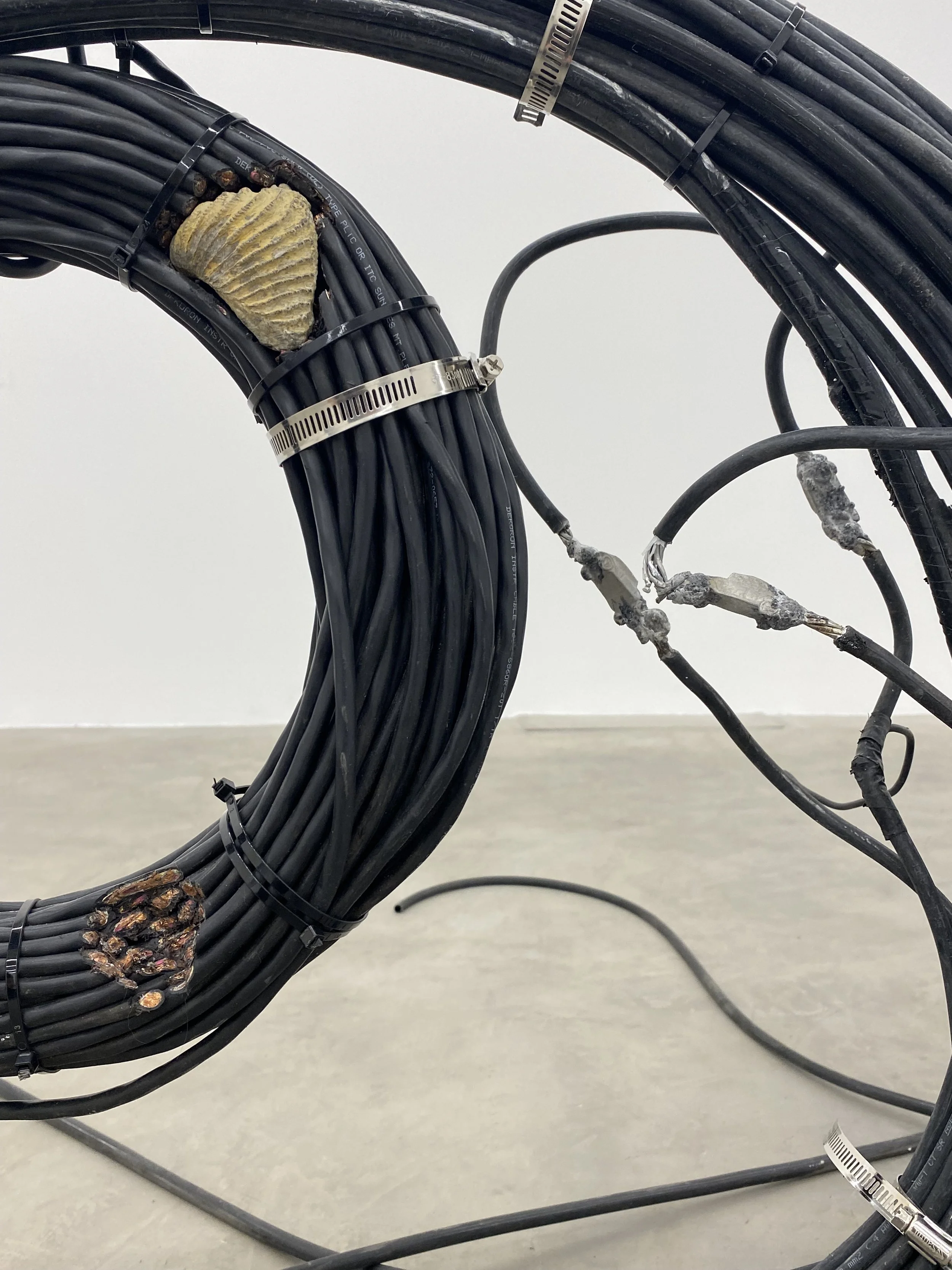 Close-up of the brachiopod fossil embedded inside the sculpted cable coil of “Fossil Visions.”