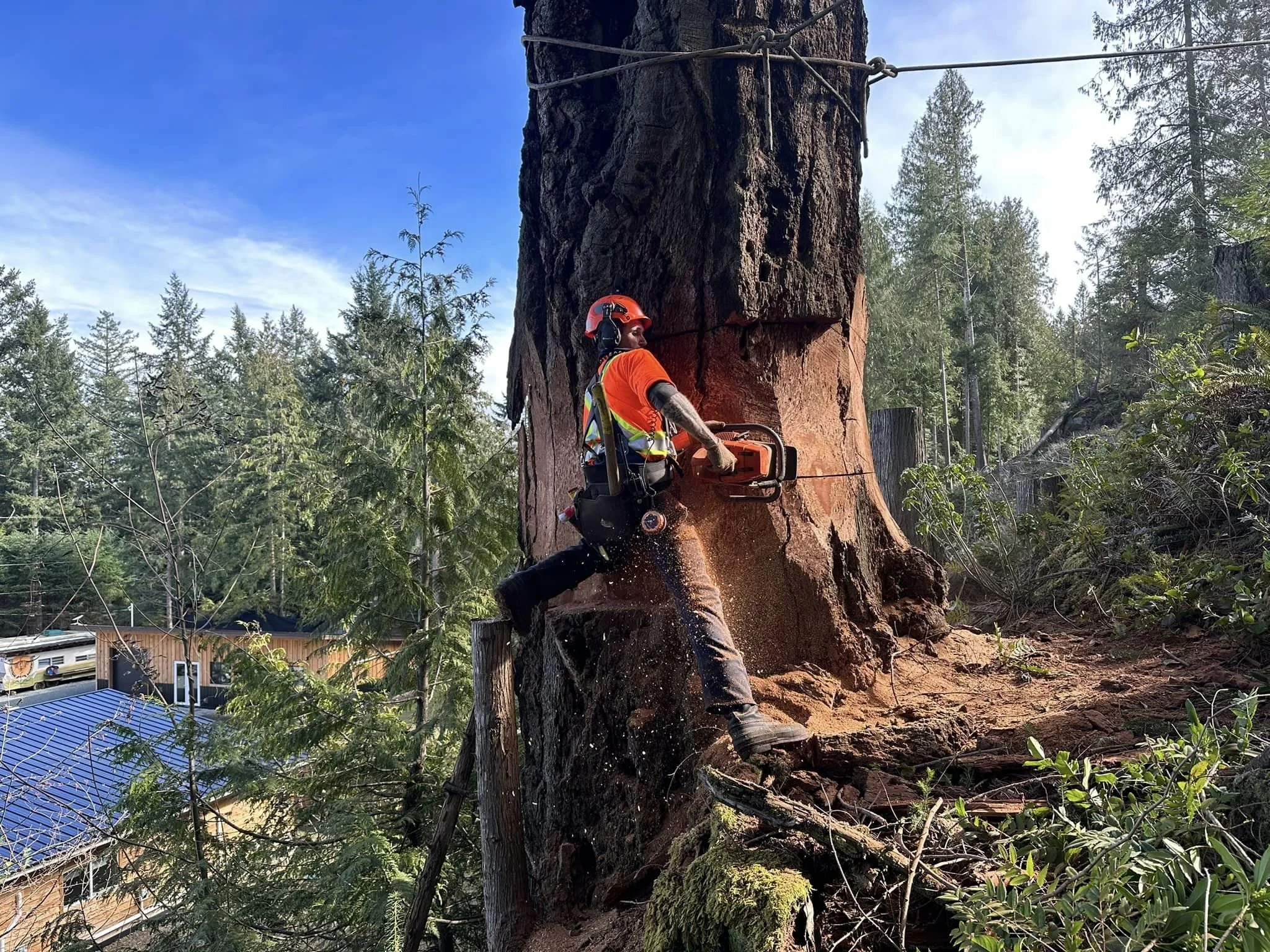 tree service Sooke, tree removal, tree falling, certified faller, industry fallers, commercial fallers, affordable tree removal, emergency tree care, experienced tree service