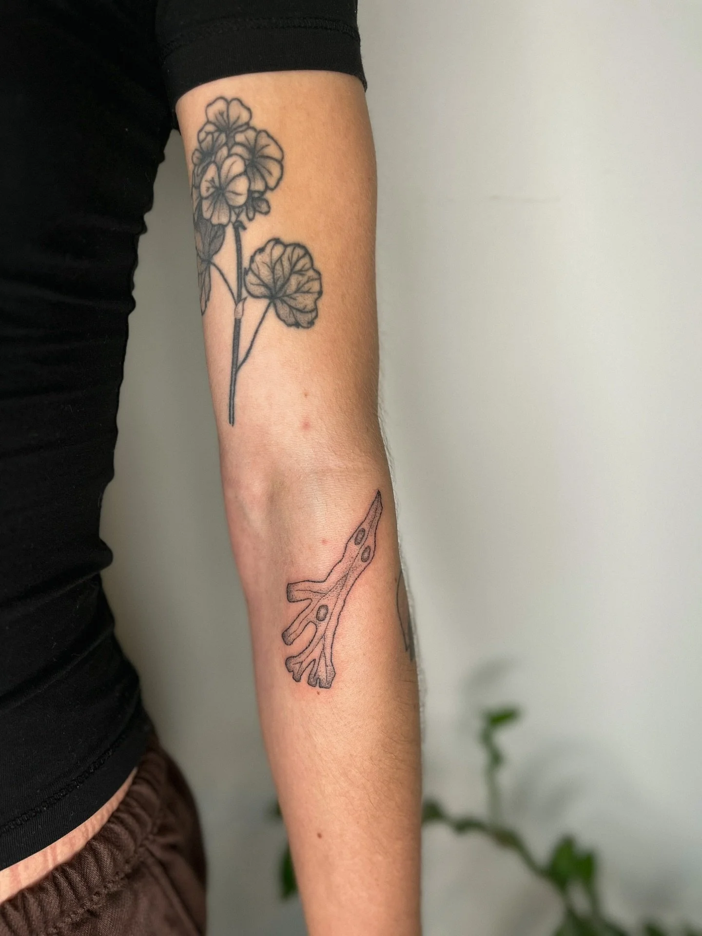 𓆱𖣂 𖦹 seaweed handpoked tattoo for val 𓆱𖣂 𖦹 part of my sea flash in my highlights/ reposted 𓆱𖣂 𖦹 message to book! 𓆱𖣂

𓆱𖣂 𖦹
#tattoo #handpoketattoo #oceantattoo #seatattoo #armtattoo