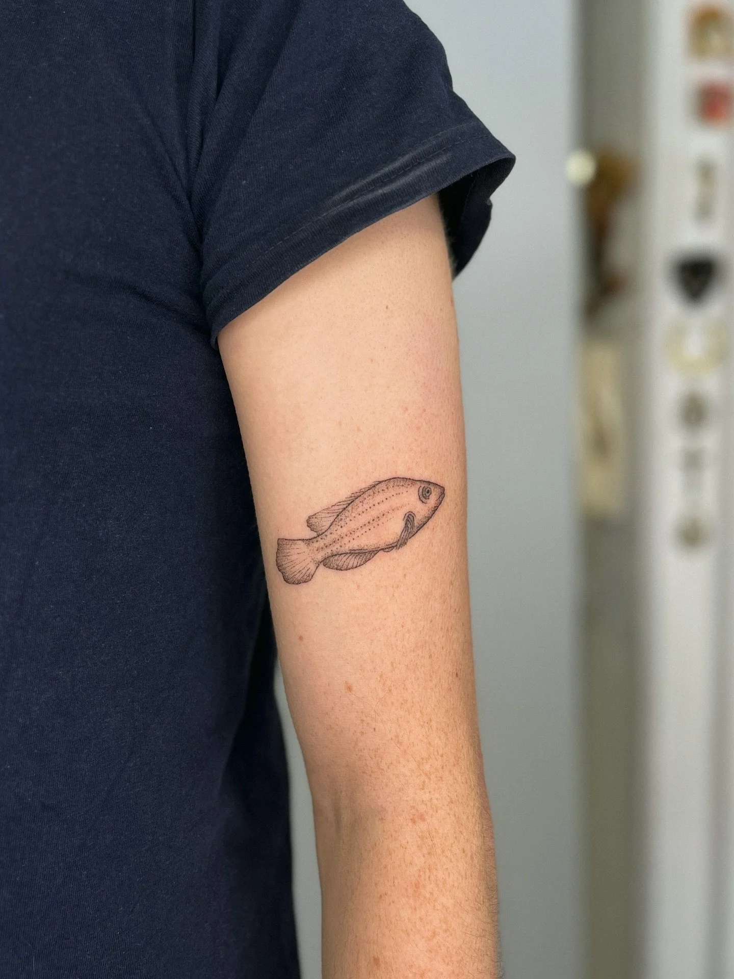 ⋆.˚𖦹⋆.˚ custom corkwing wrasse fish tattoo ⋆.˚𖦹⋆.˚ handpoked design ⋆.˚𖦹⋆.˚

⋆.˚𖦹⋆.˚ message to book in, my idea or yours! ⋆.˚𖦹⋆.˚

#handpoketattoo #customtattoo #fishtattoo #oceantattoo #seatattoo