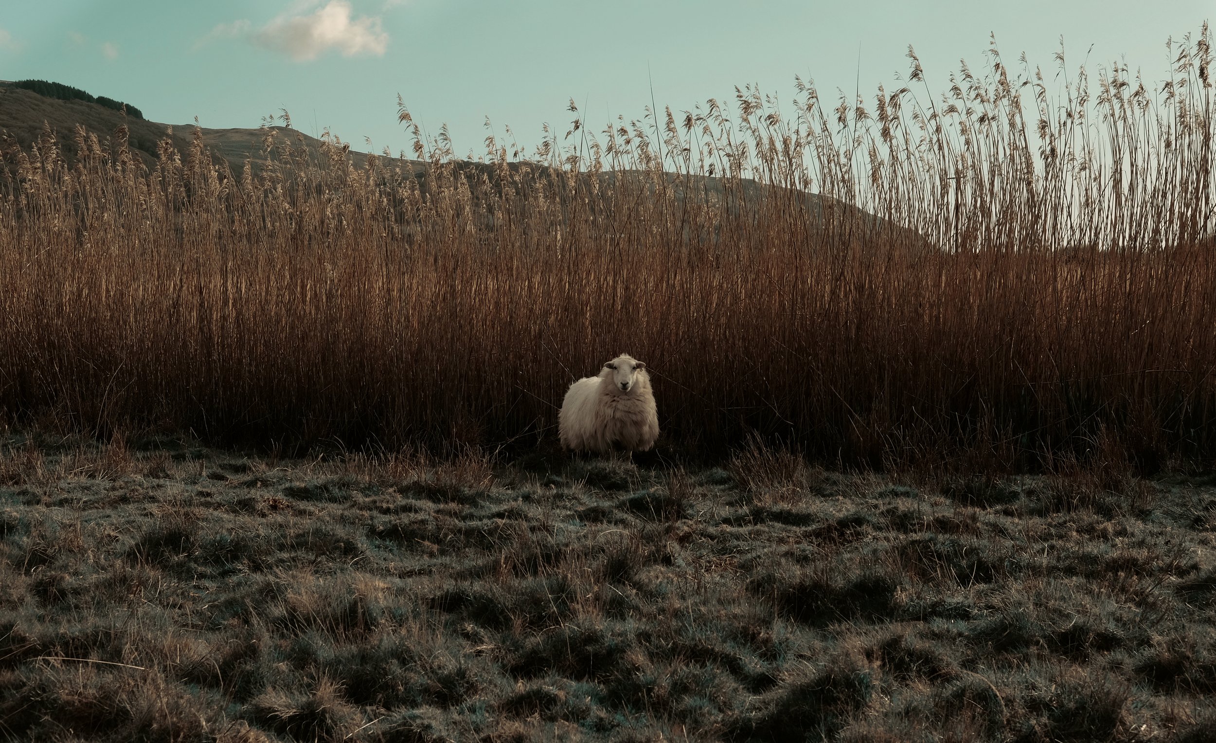 sheep.jpg