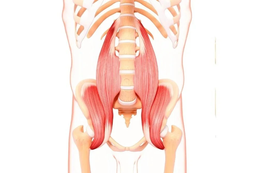 Anatomical drawing of the psoas and iliac muscles