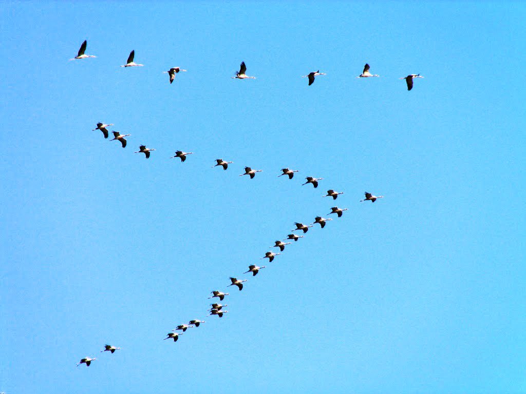 Geese help each other. Scientists also discovered that when one goose becomes ill, is shot or injured, and drops out of the formation, two other geese will fall out of formation and remain with the weakened goose. They will stay with and protect the