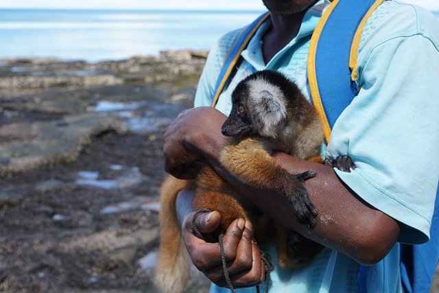 Lemurs of Madagascar