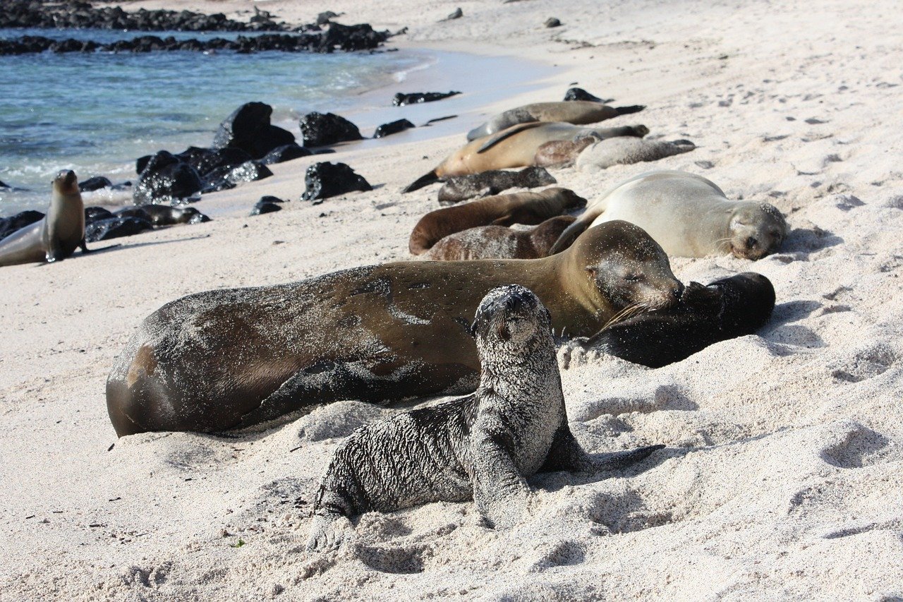 SA-Ecuador-Galapagos-gb6d5b658e_1280.jpg