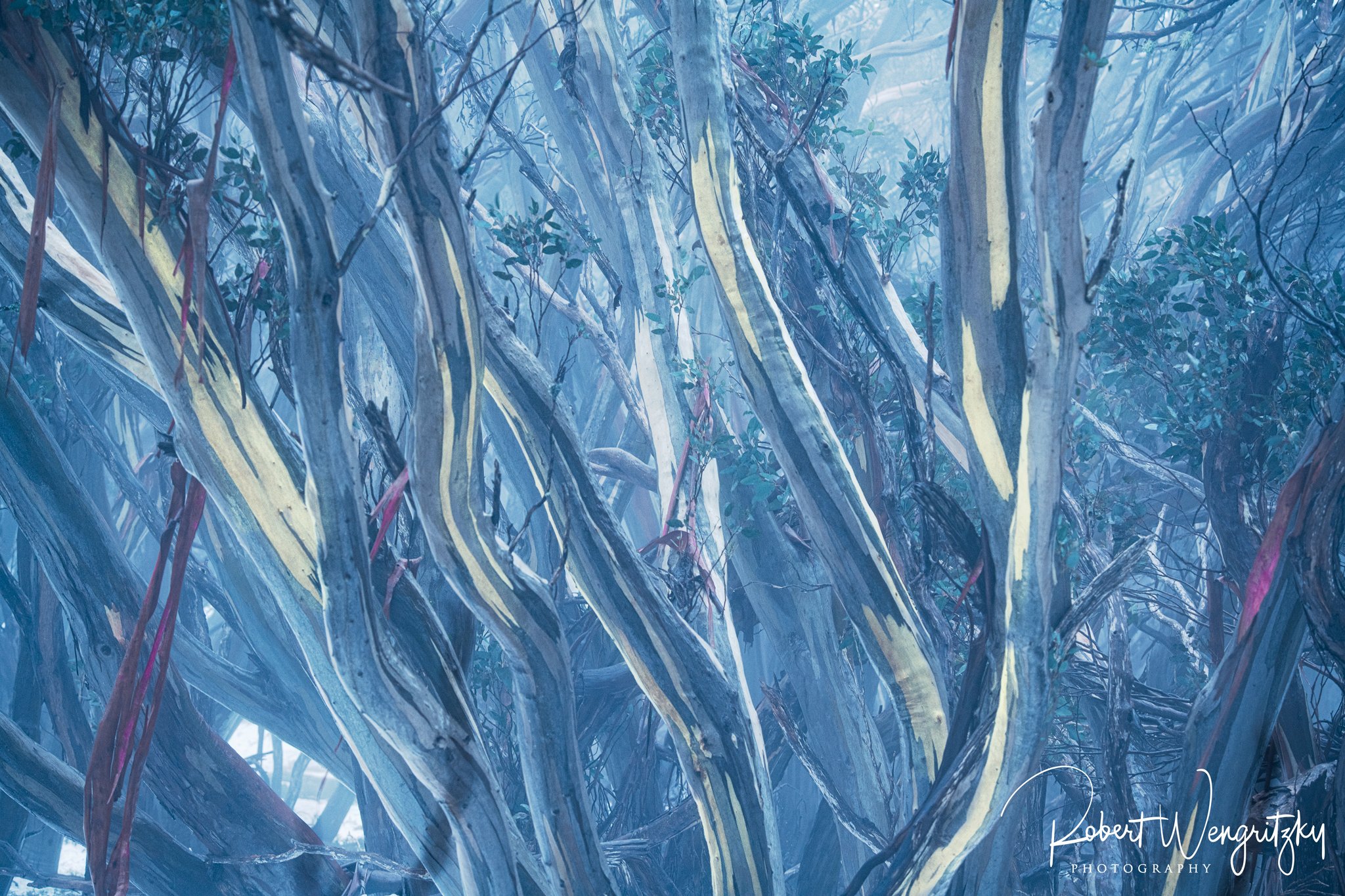 snowgums-in-motion-wo-motion.jpg