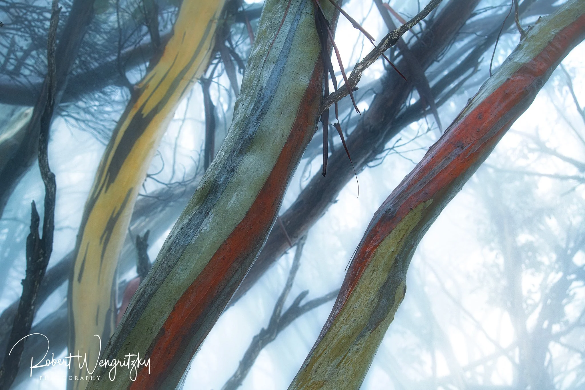 snow-gums-2026-1.jpg