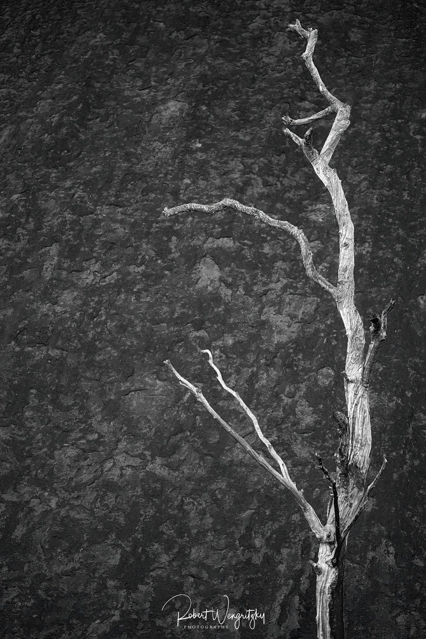 skeletal-tree.jpg