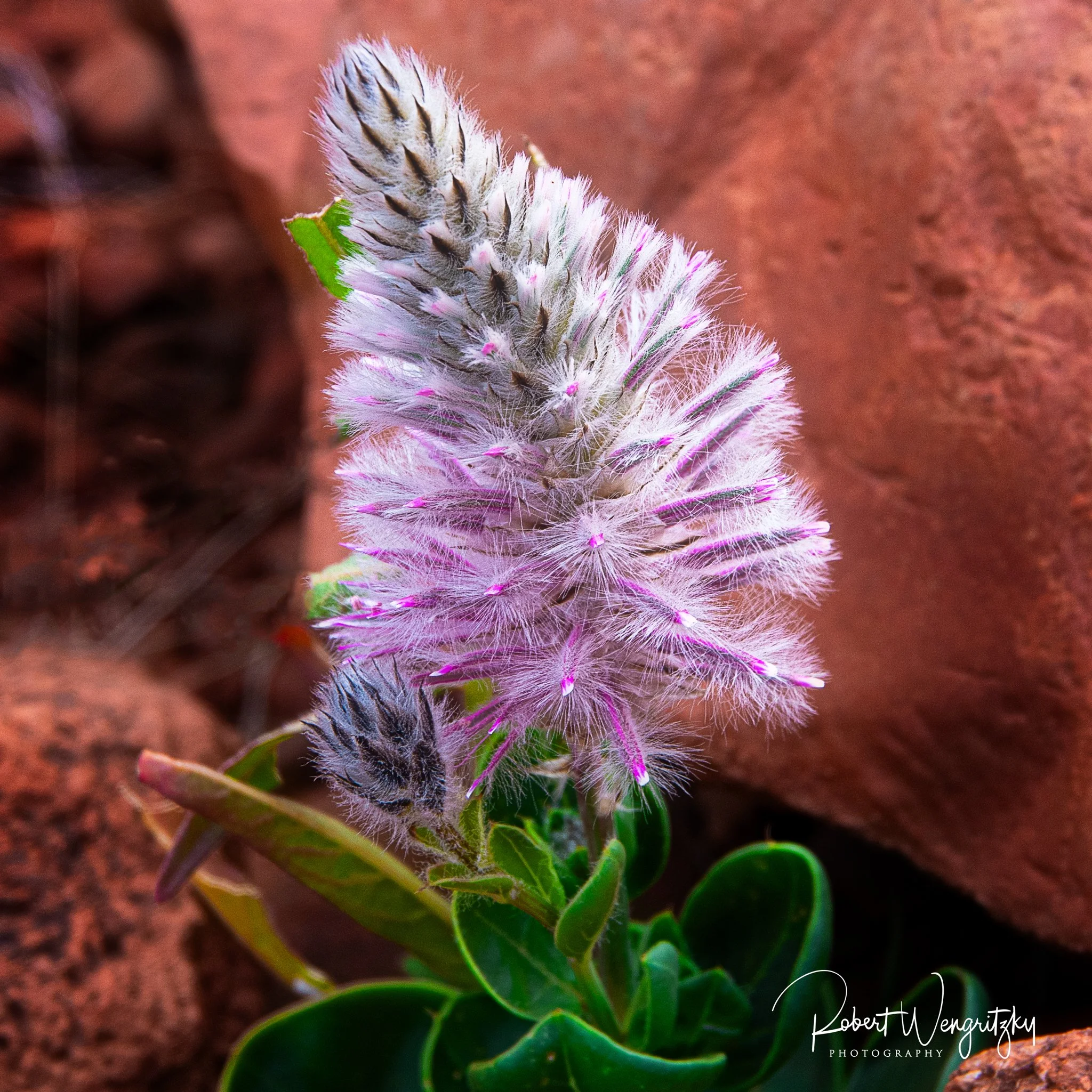 desert-flower-web.jpg