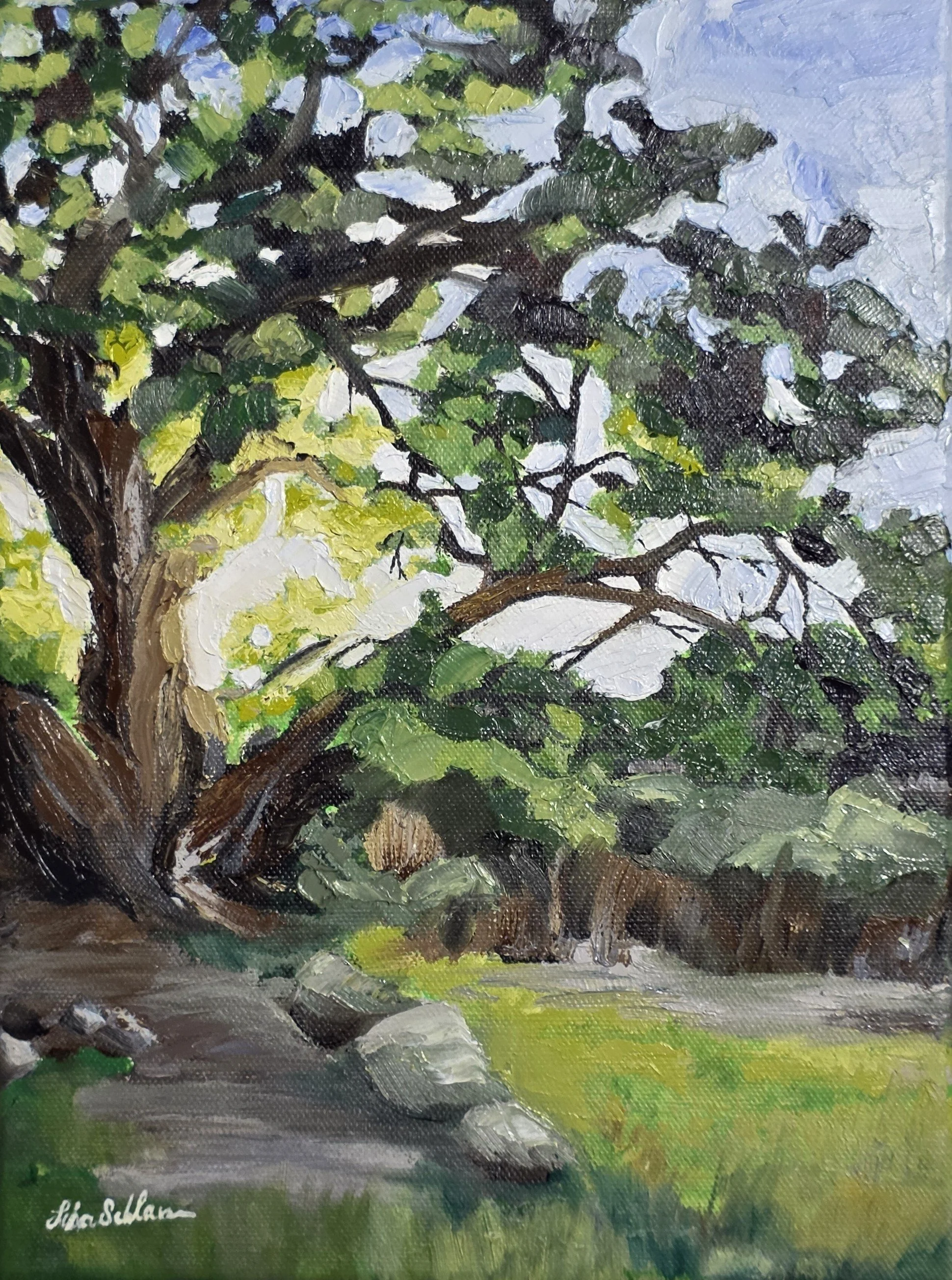 Backlit Tree 2, oil on canvas, 9x12 in