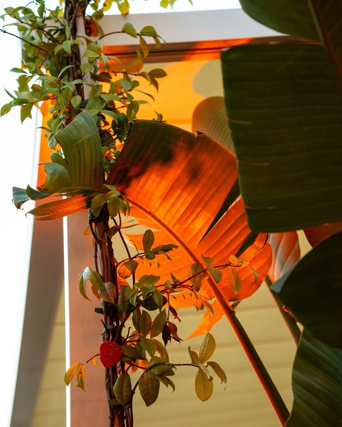 Golden hour 🧡

&mdash;&mdash;
🍽️ Bocca Mar
💙 Dolce Vita sur la prom
🕑 La plage ouvre de 9h00 &agrave; 00h00, suivant les conditions m&eacute;t&eacute;os
📍15 Promenade des Anglais, 06300, Nice
#beachclub #boccamar #southoffrance #restaurantnice
#
