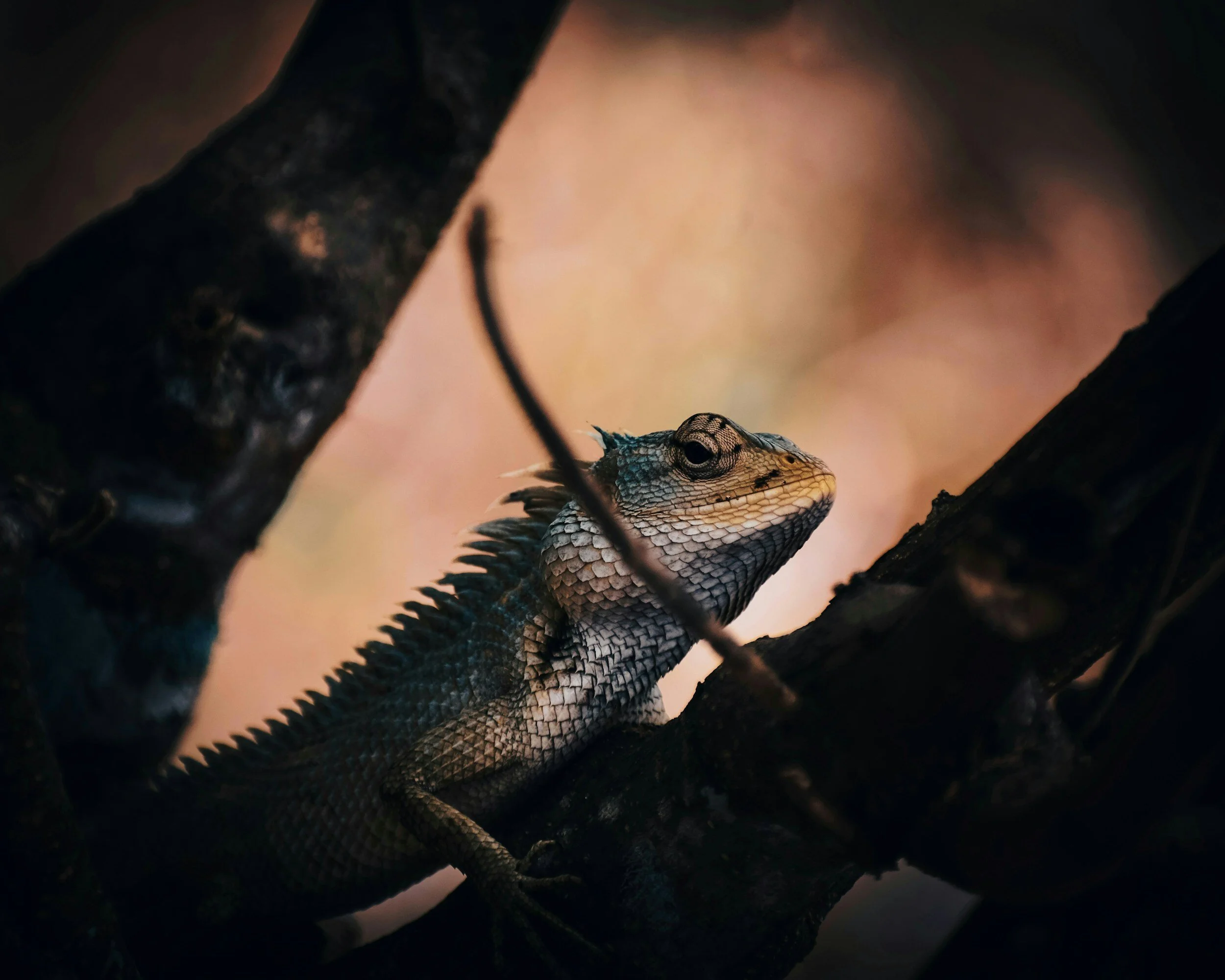 Picture of a chameleon to show how our virtual assistant services are adaptable.