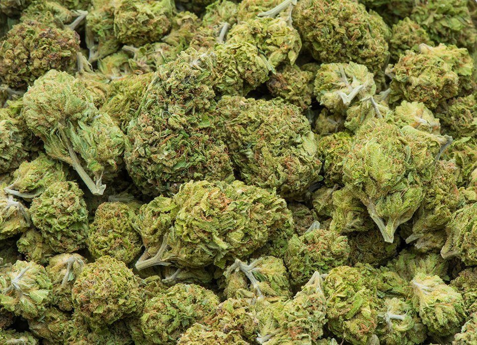Close-up of numerous cannabis buds.