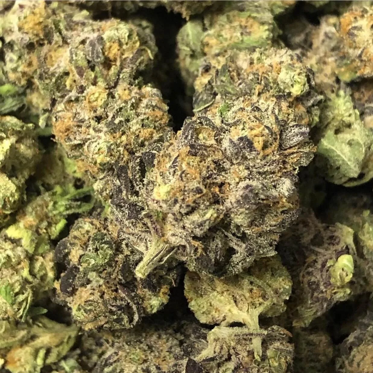 Close-up of cannabis buds with green and purple hues, covered in trichomes.