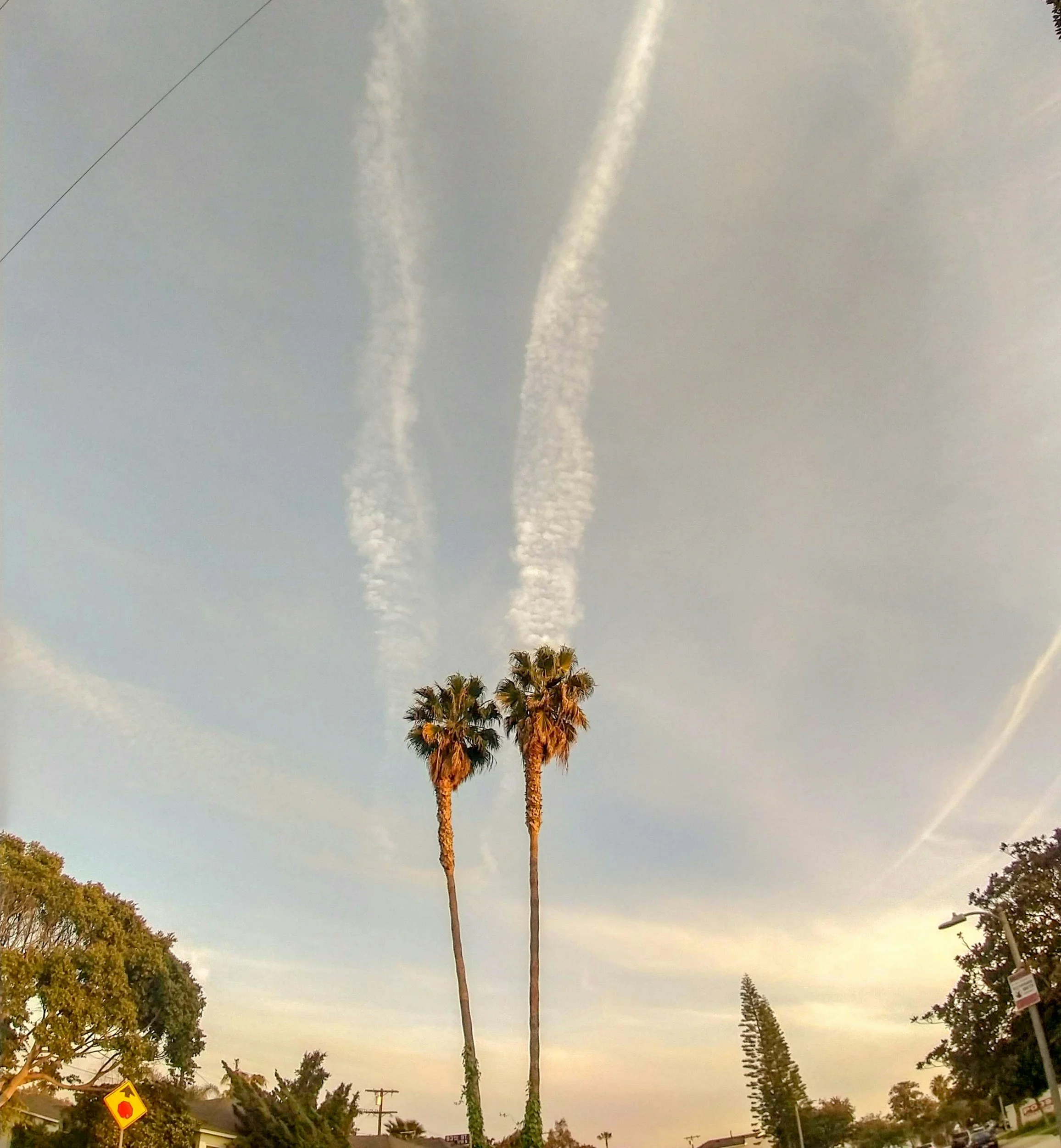 Two tall palm trees against a sky with cirrus clouds and contrails from airplanes.