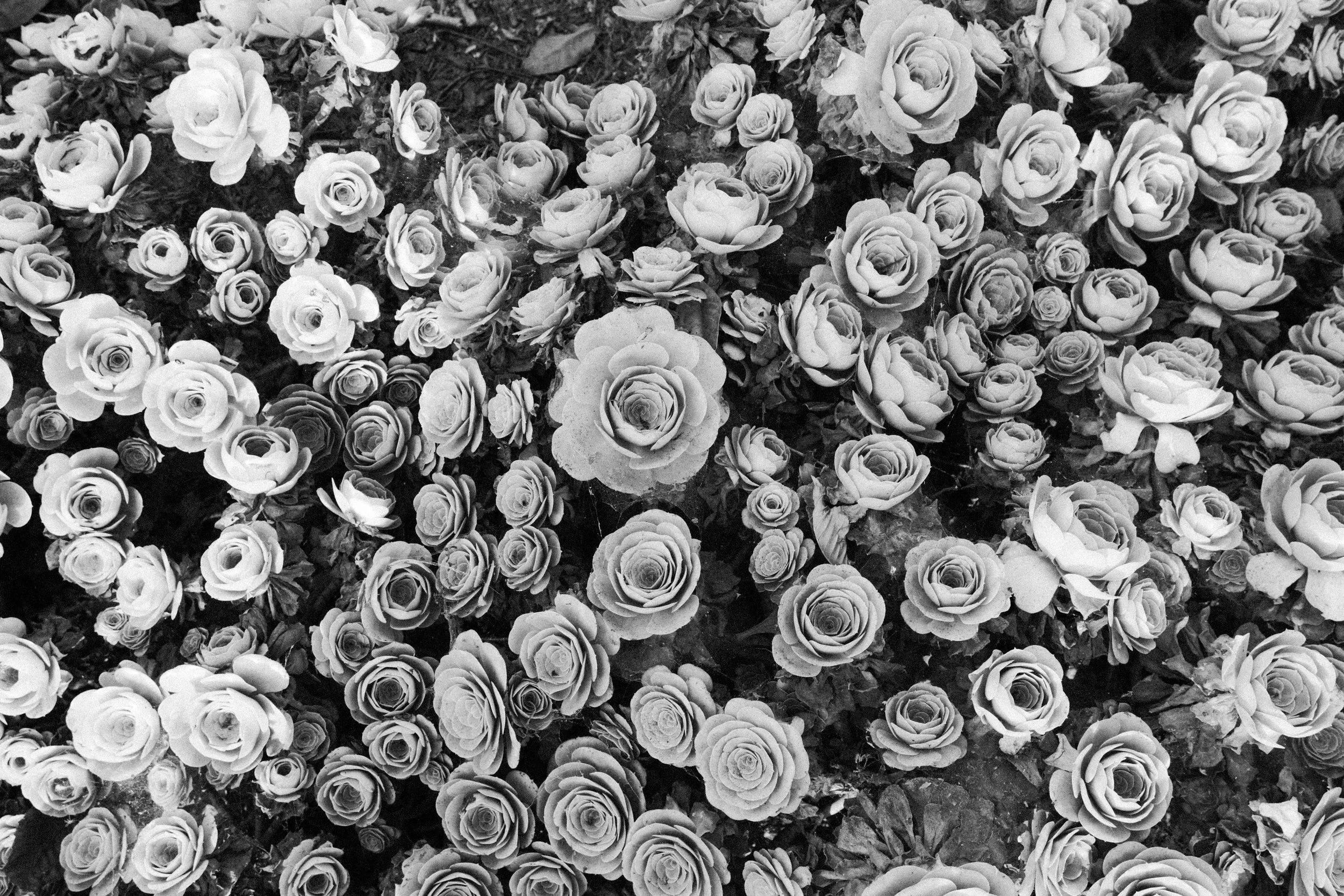 DSCF5708.jpg