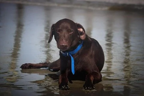🌊🐶 Surf, sand, and splashes&mdash;our waterproof collar can handle it all! Stylish and adventure-ready, no matter how wet things get. 🏖️💦 

#waterproofwonders #beachday #adventureready #gear #doggear #beachstyle #fypシ #fypage #explorepage #advent