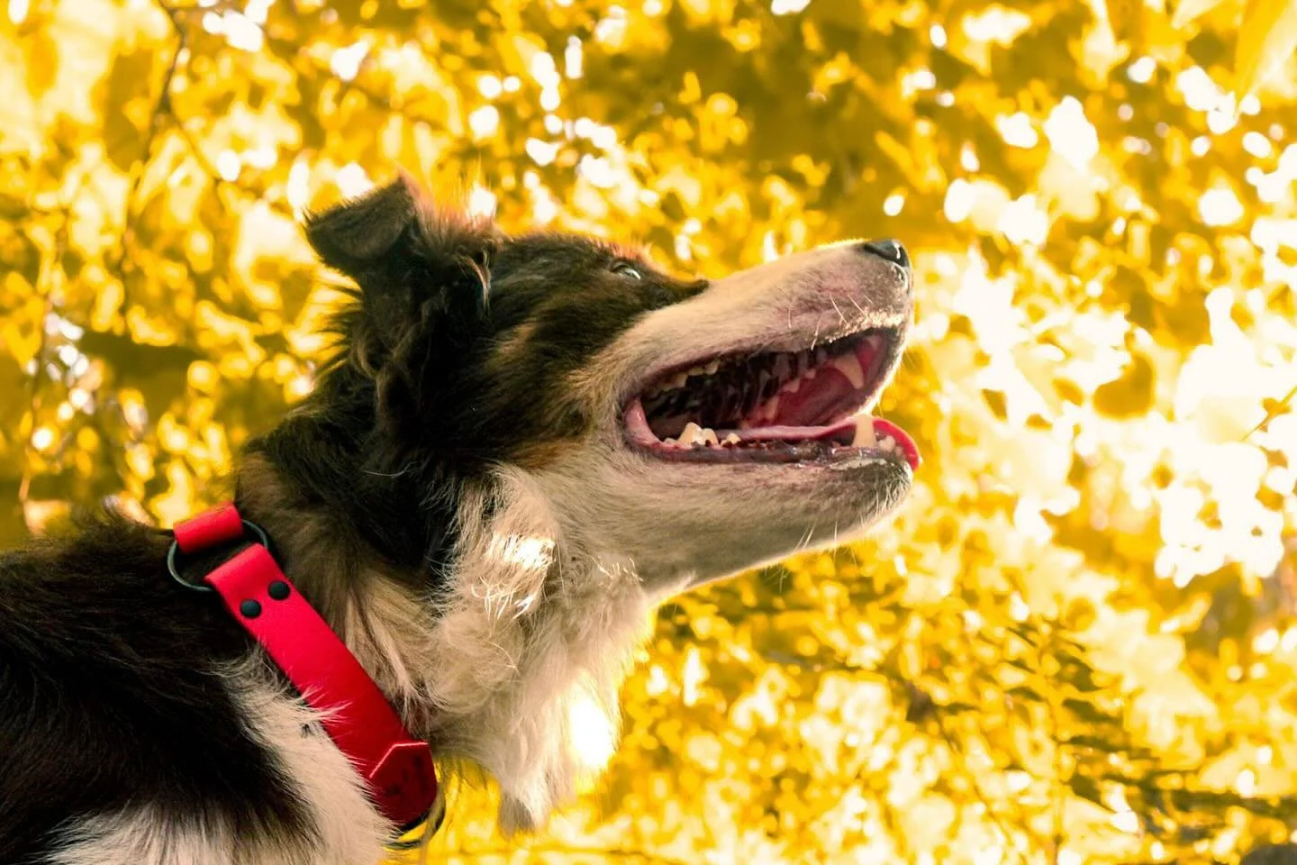 If you need me, I&rsquo;ll be under a pile of leaves 🍁