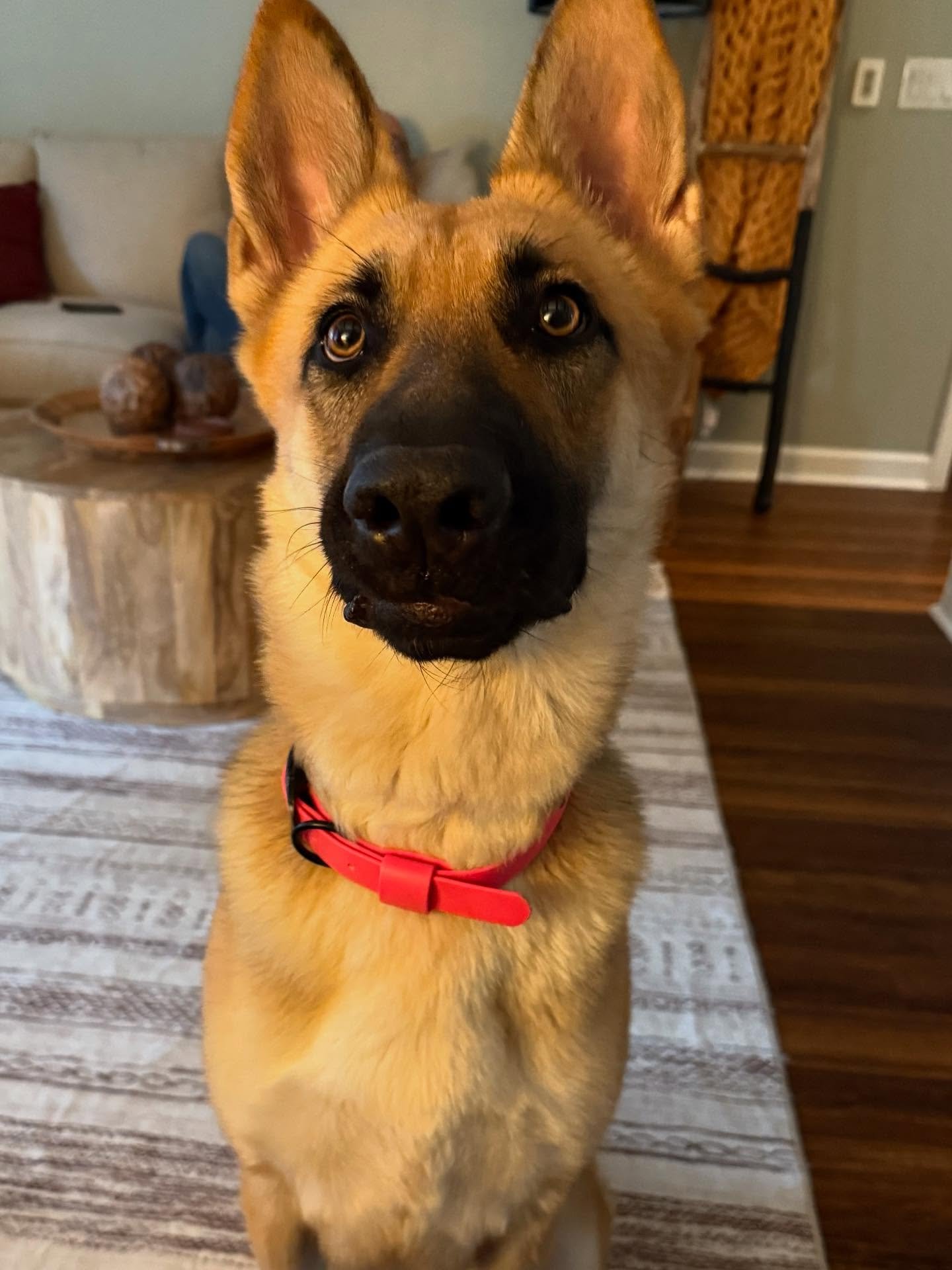 Lily is pretty in pink 🩷

#dogsofinstagram #dog #dogsmile #dogstyle #dogdays #doggear #gsd #gsdlife #gsdnation #germanshepherd #gsdlove #gsdcute #waterpupp #waterproofdoggear #doglovers #fypシ #instagram #instafashion #pup #dogcollarsforsale #dogcoll