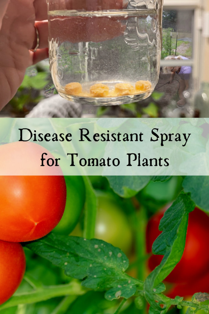 How to Make a Tomato Spray — Simply Made Homestead