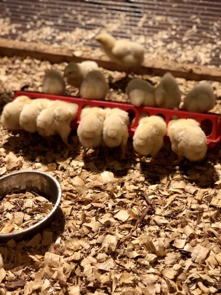 The Best Meat Chicken to Raise — Simply Made Homestead