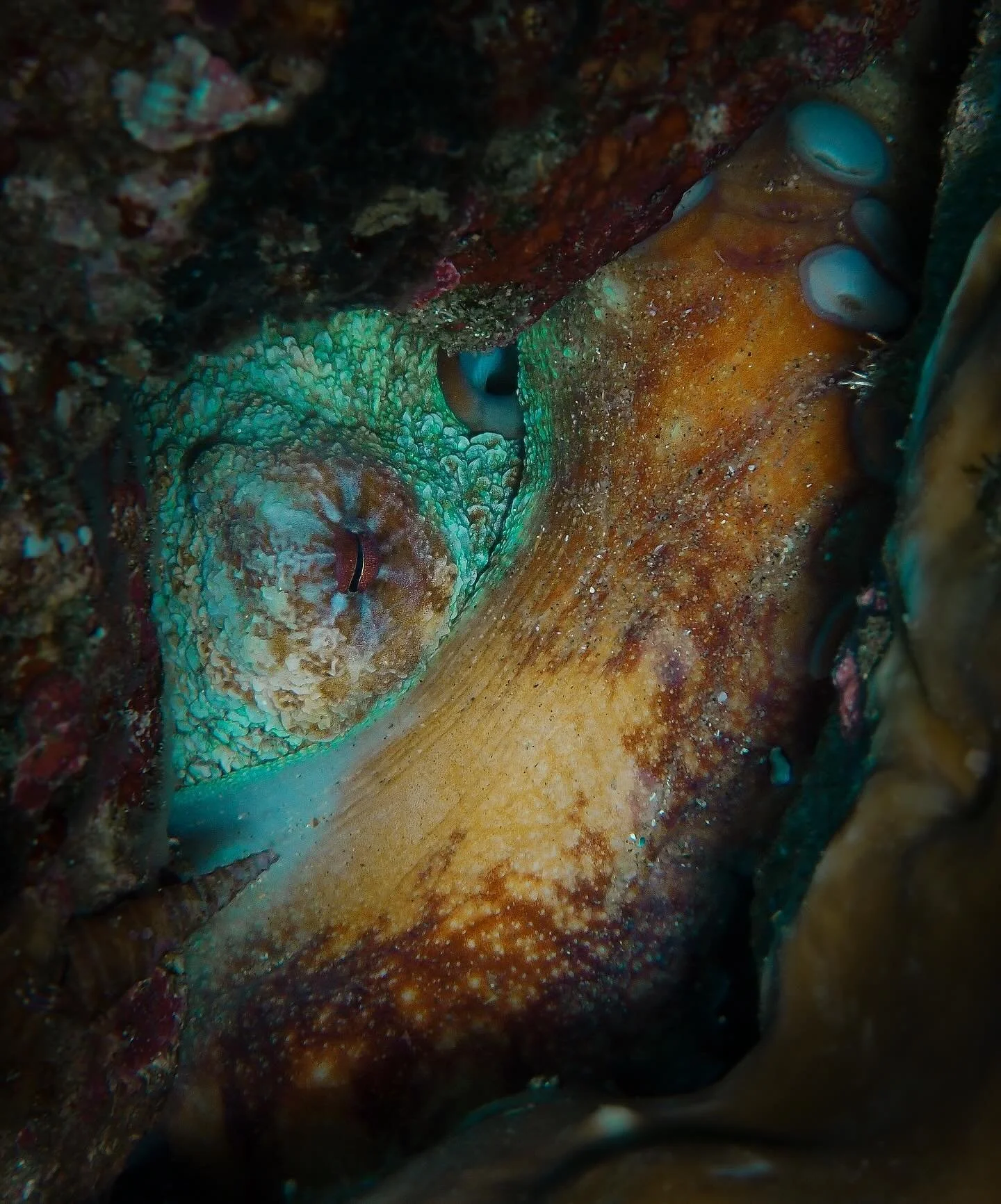 🐙 Did you know? 

Octopuses are super smart creatures that can solve problems and learn just by watching! They&rsquo;re experts at changing color and shape to hide from predators and catch their dinner. Even though they&rsquo;re clever, they have re