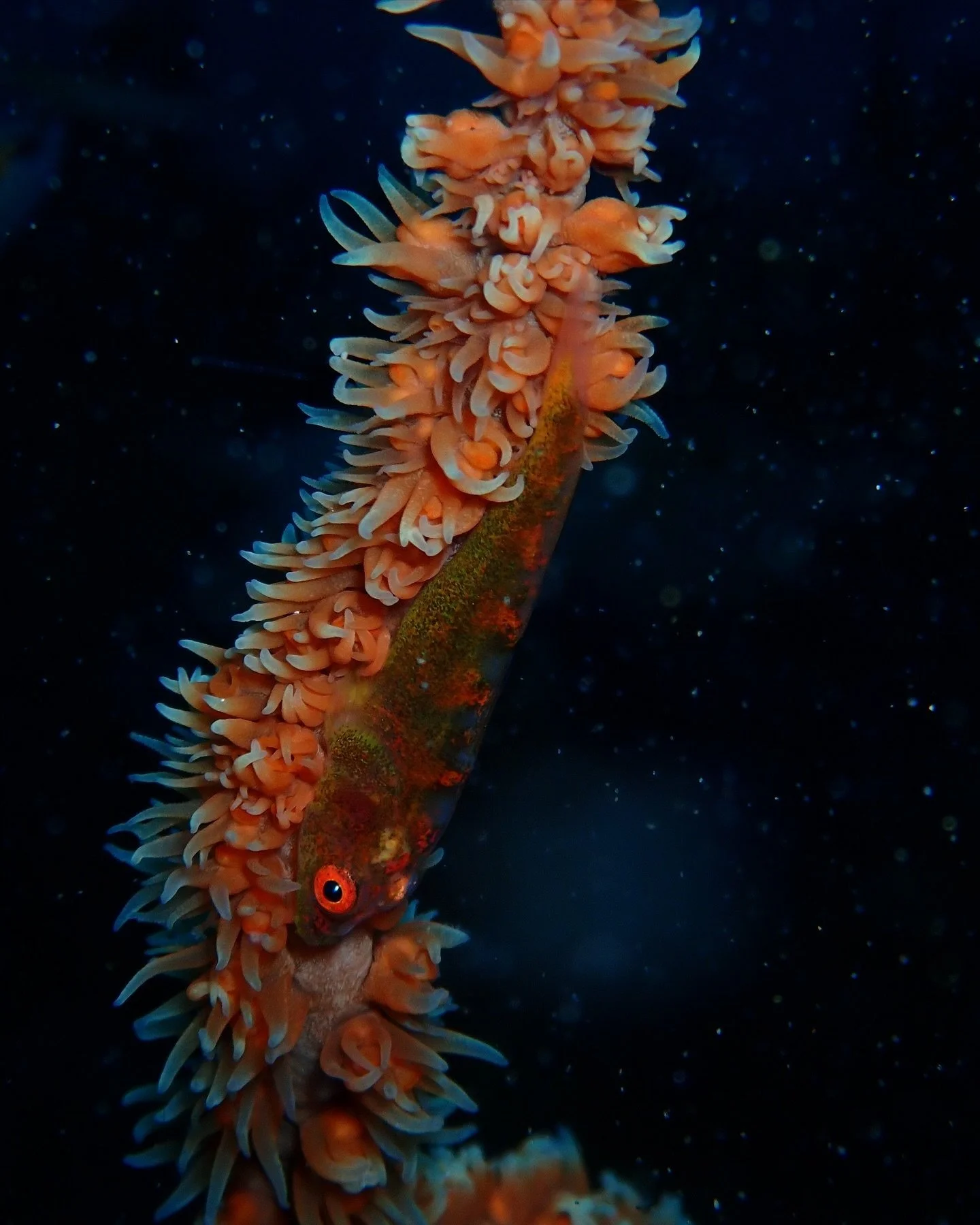 Sometimes I can&rsquo;t get over how much the water can look like a sky full of stars 🌌

#oceanexploration #oceanexplorer #sodwanabay #underwater #southafrica #omsystem