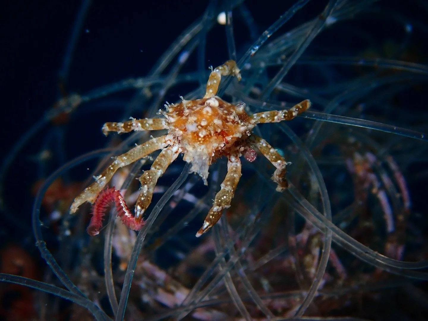 Marine plastic pollution poses a significant threat to our oceans, with at least a staggering 14 million tons of plastic finding its way into marine environments each year. Once in the ocean, plastics can endure for hundreds to thousands of years, pe